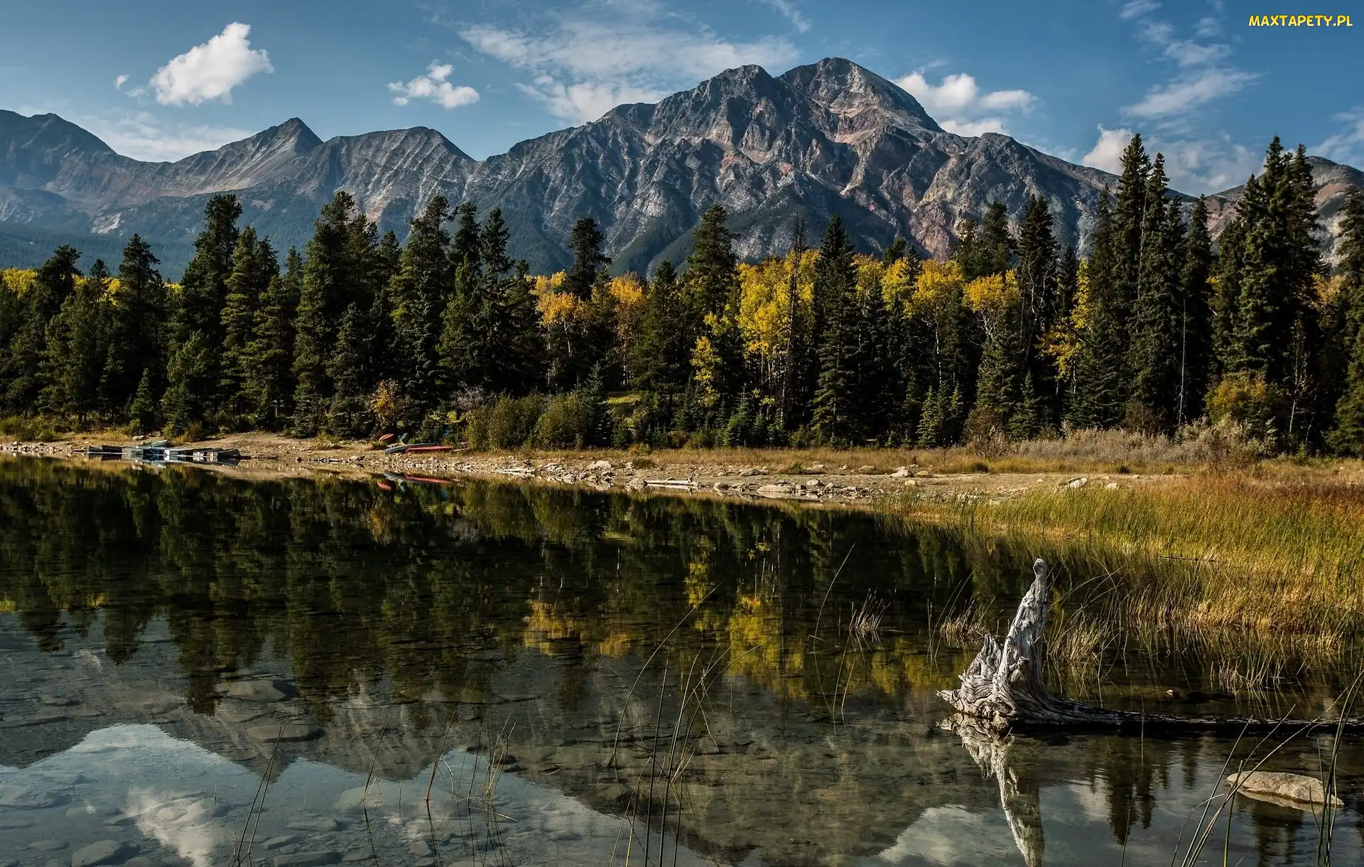 Góry, Kanada, Rzeka, Alberta, Las