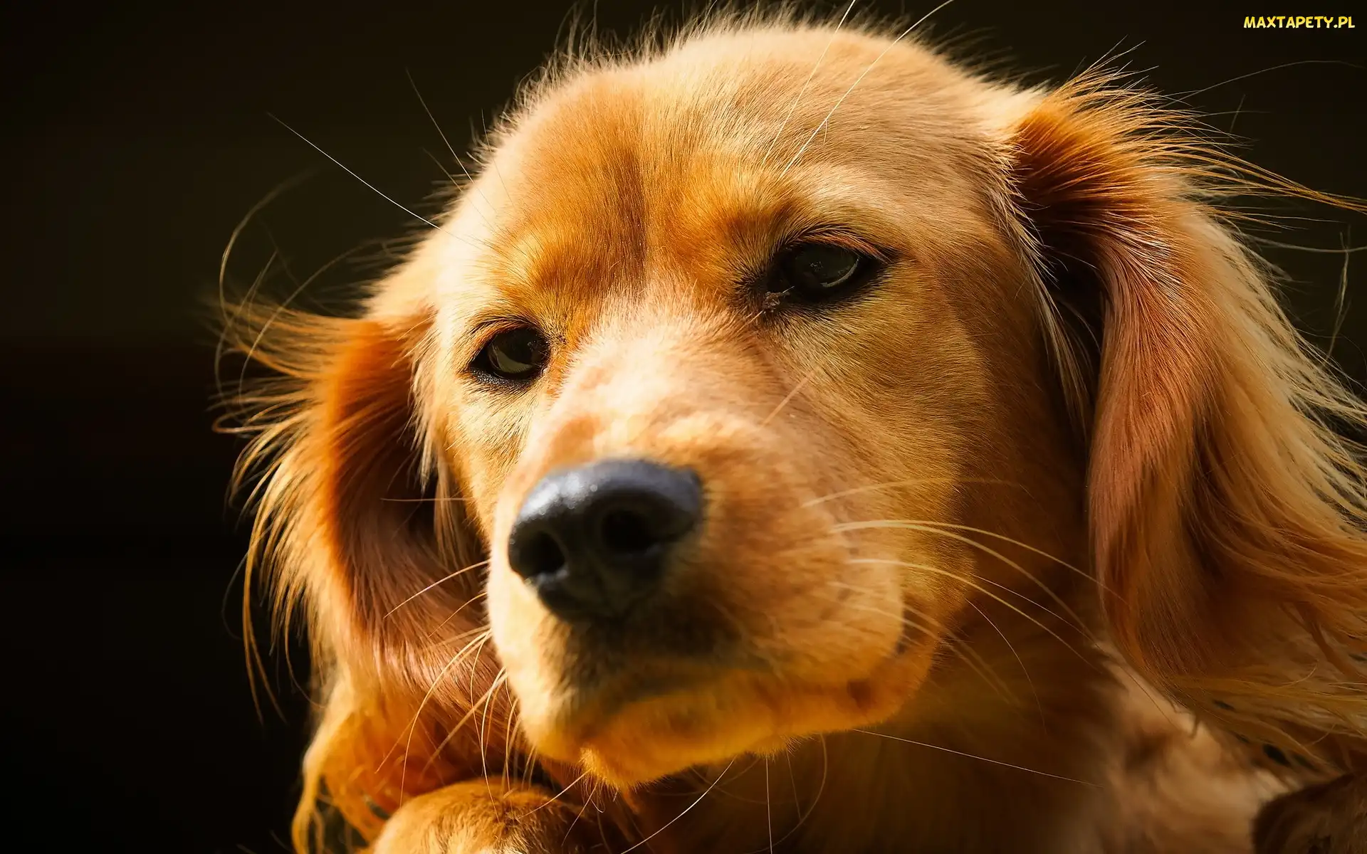 Piesek, Golden Retriever, Mordka
