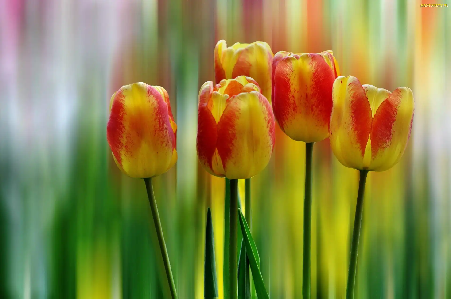 Tęczowe, Tło, Tulipany