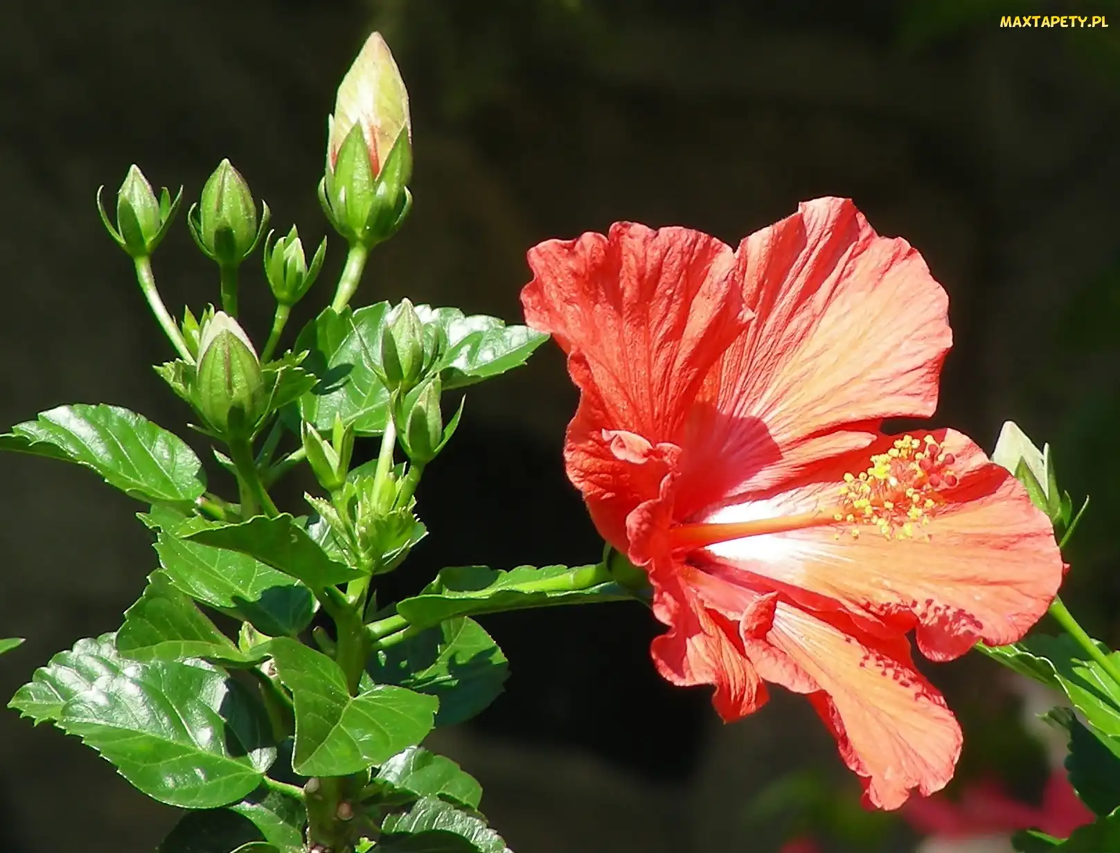 Pąki, Liście, Hibiskus