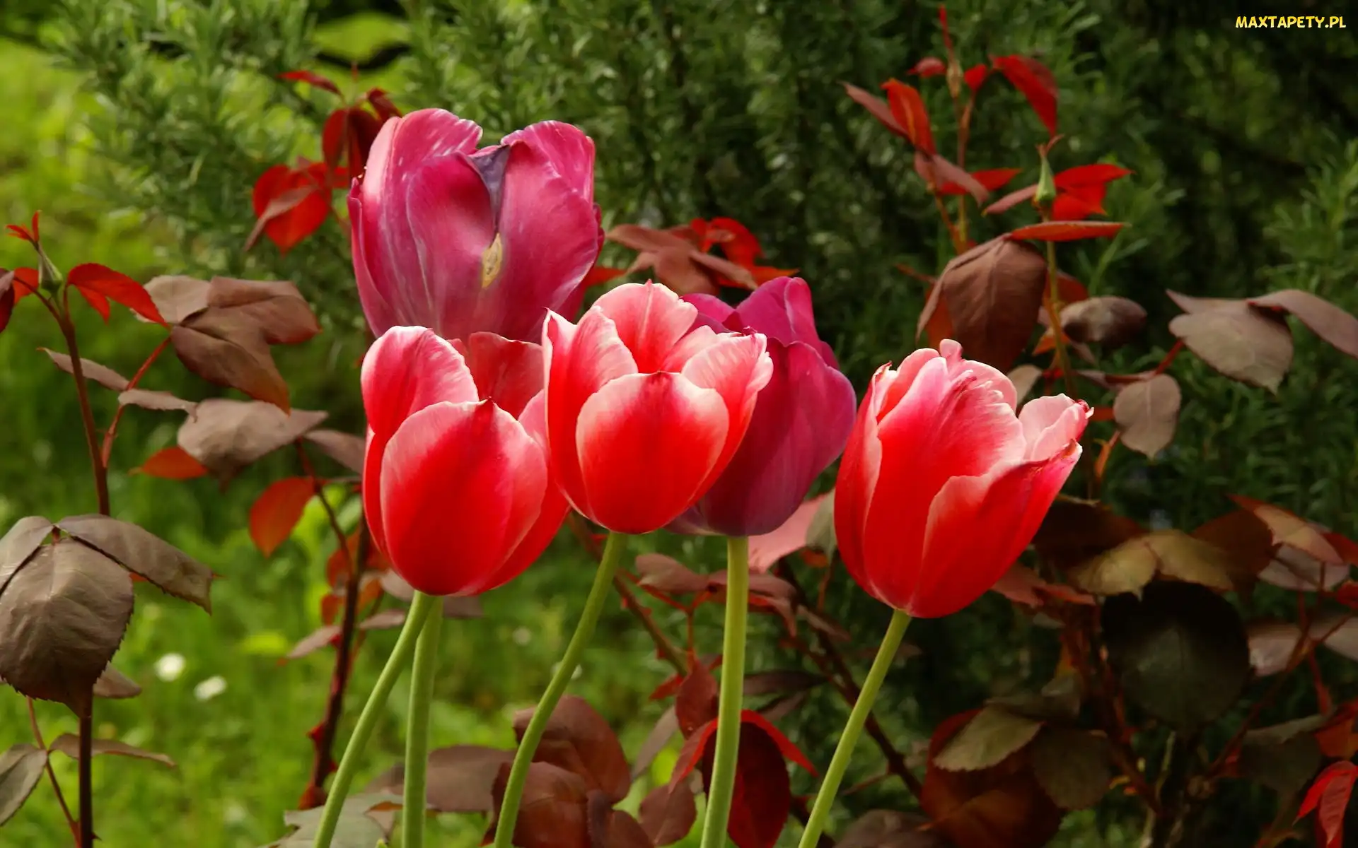 Tulipany, Listki, Czerwone