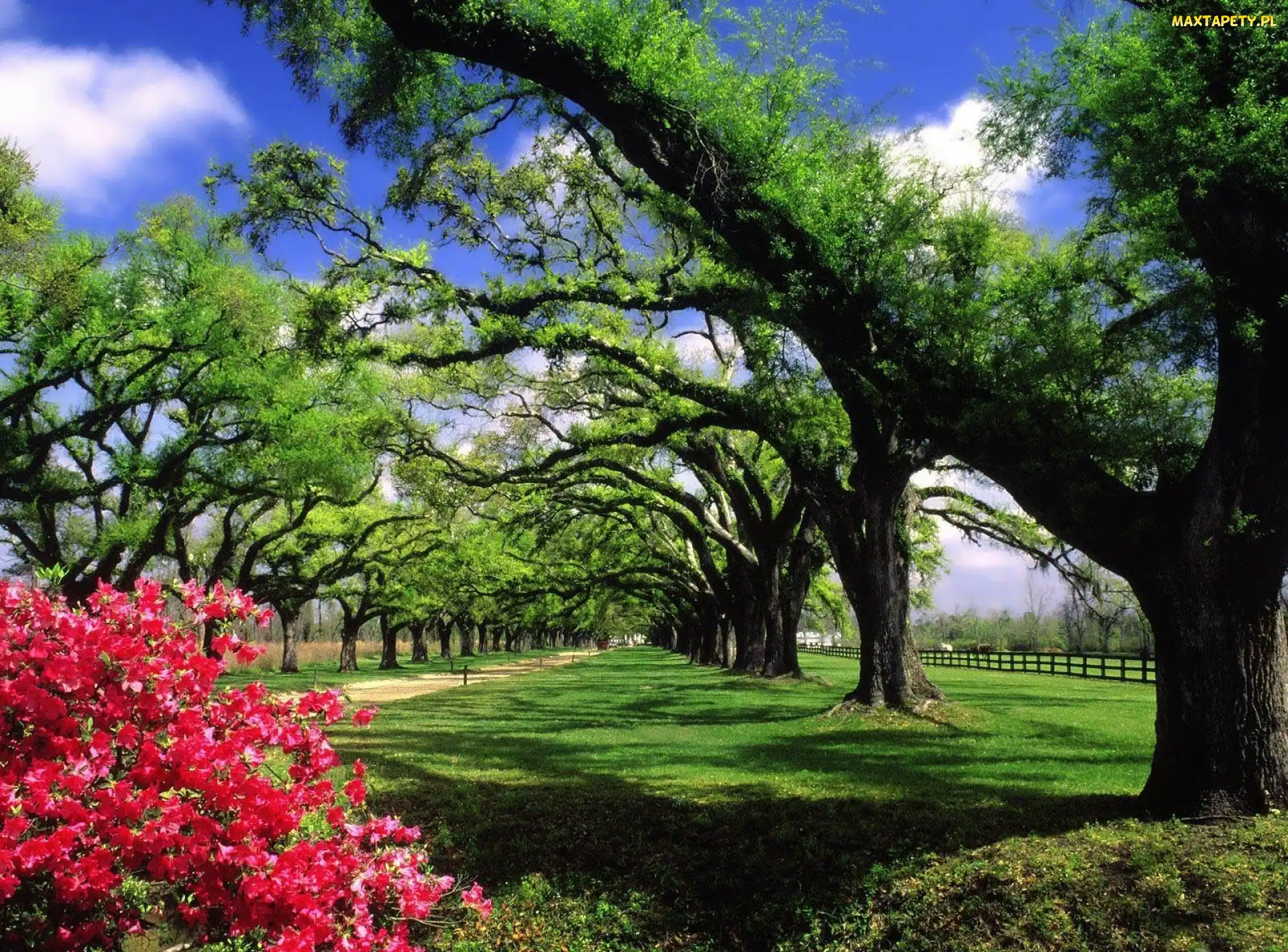 Park, Kwiatki, Drzewa