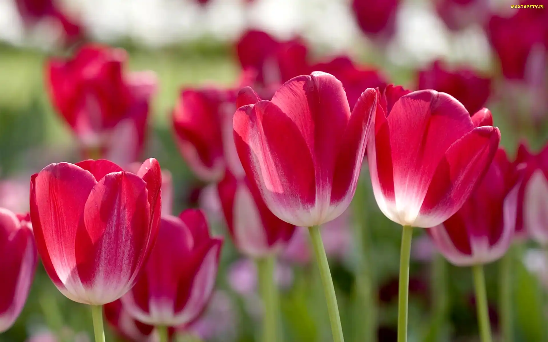 Różowe, Tulipany