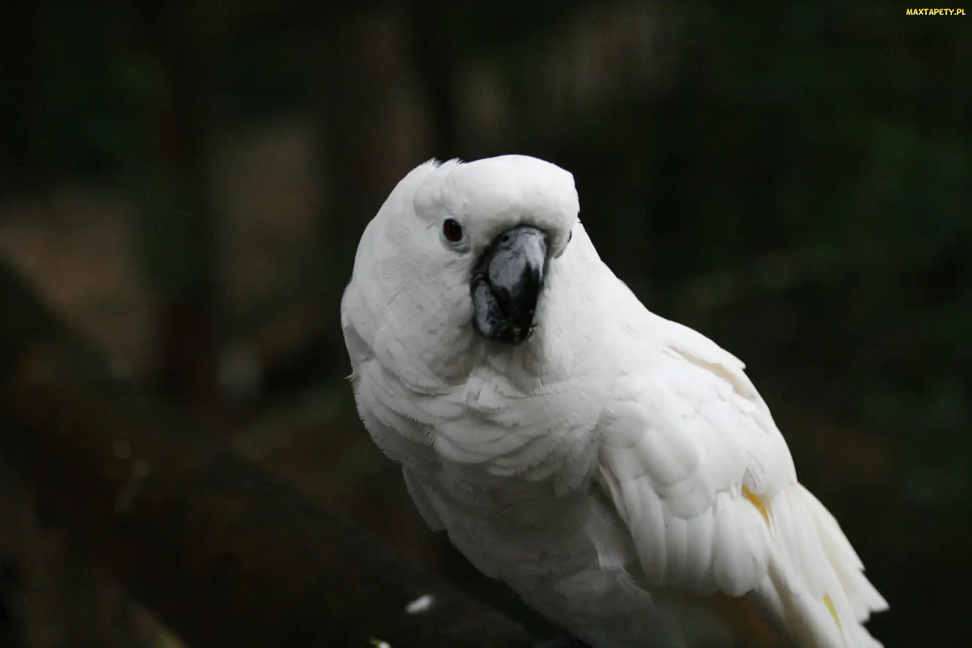 Papuga, Kakadu, Biała