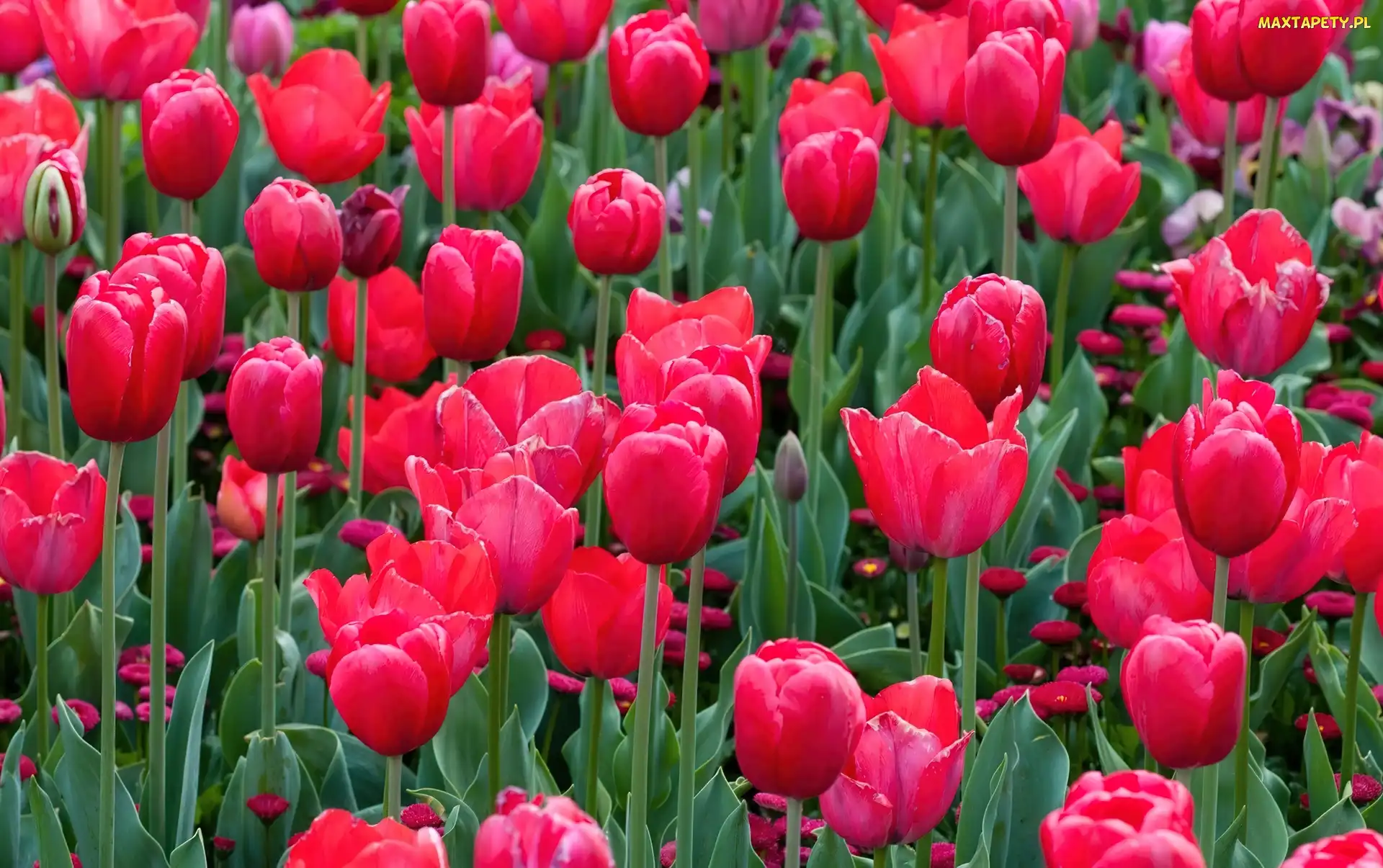 Czerwone, Tulipany