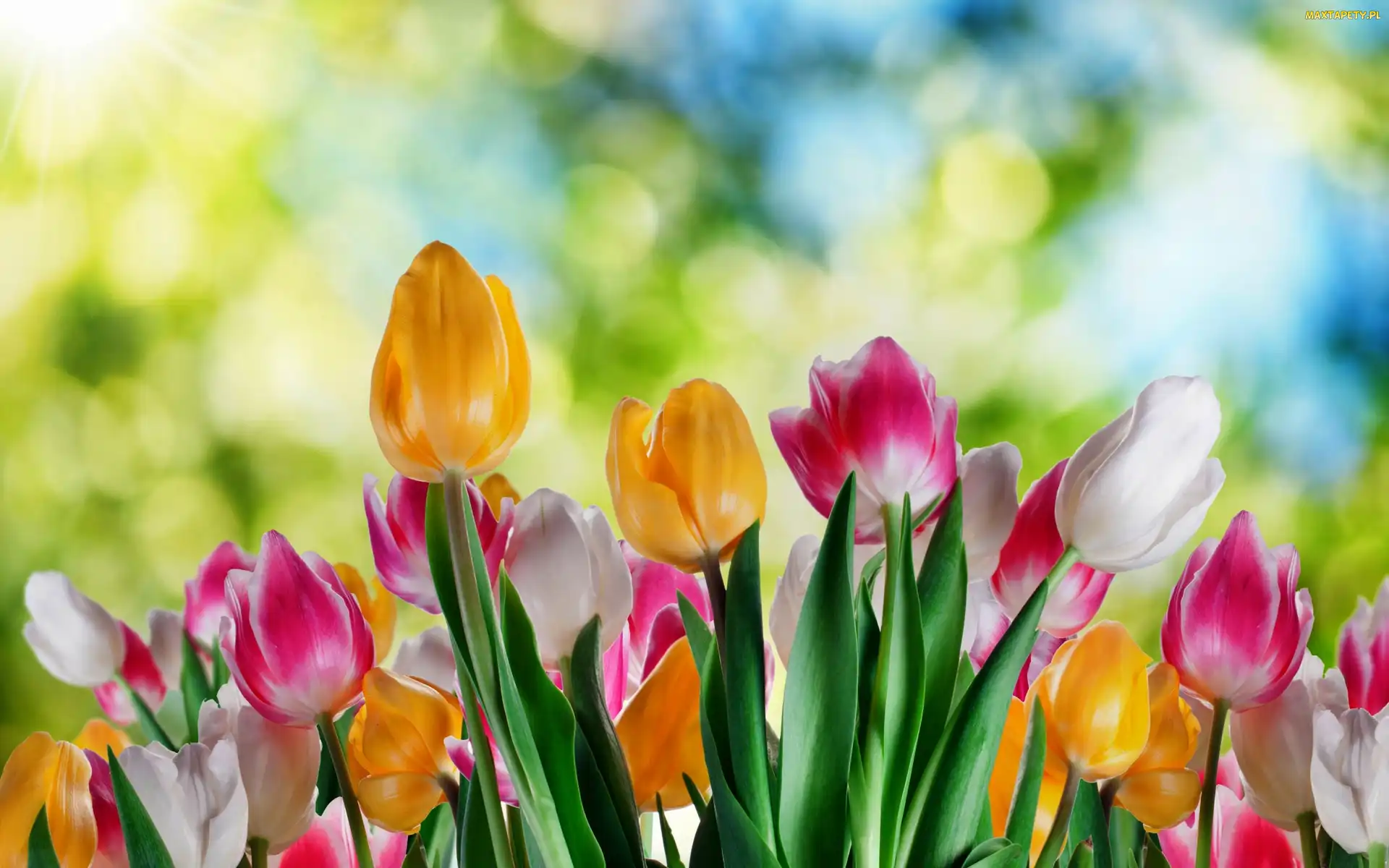 Tulipany, Kolorowe