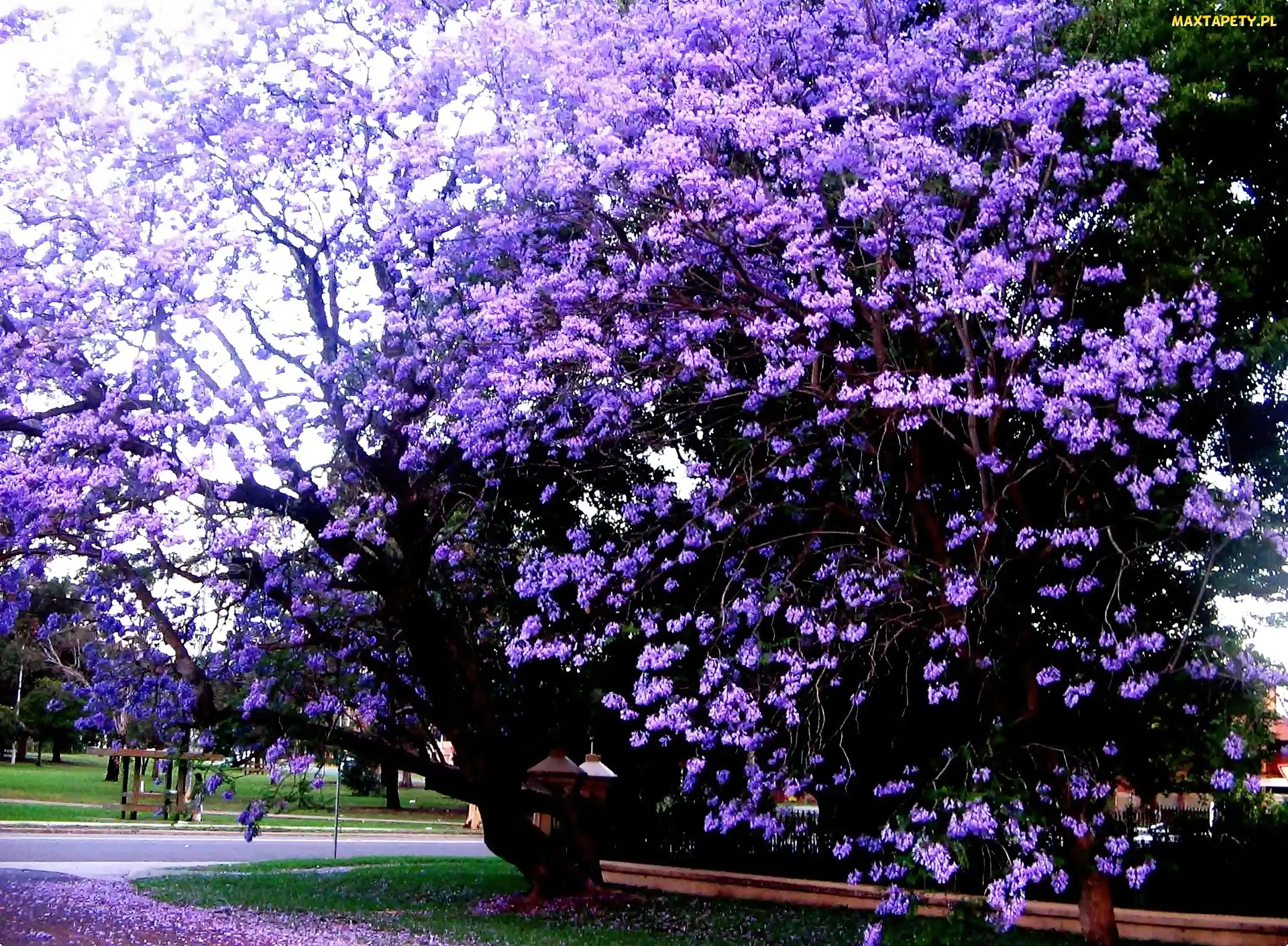 Kwitnąca, Jacaranda, Park