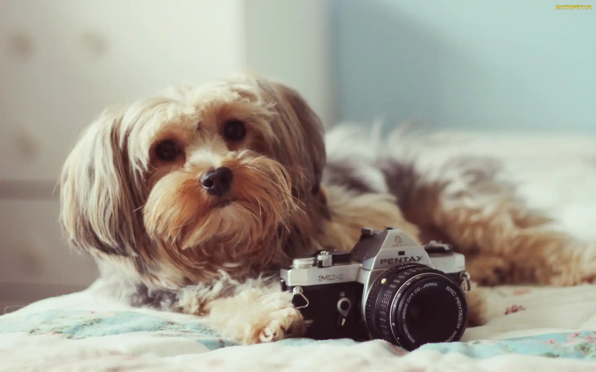 Shih Tzu, Pentax, Pies, Aparat