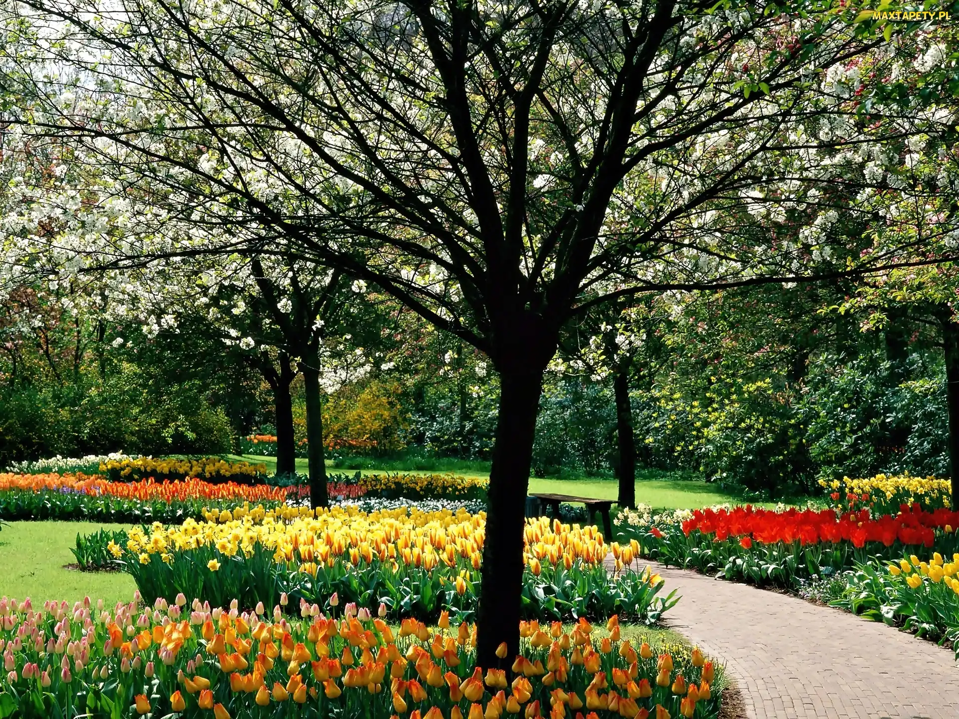 Wiosenny, Park, Tulipany, Drzewa, Kolorowe, Kwitnące