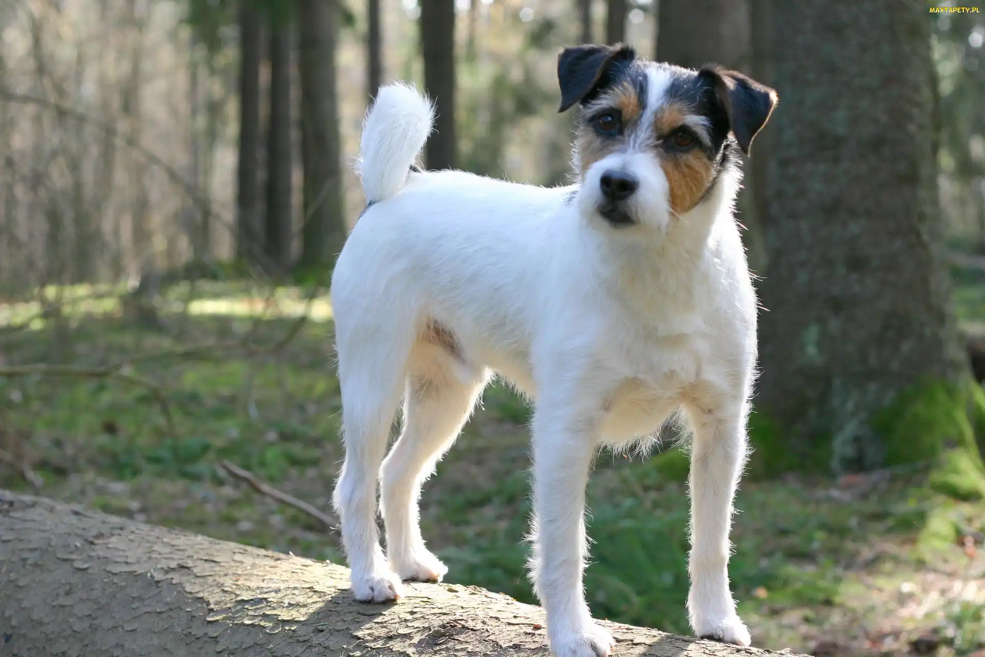 Las, Parson Russell Terrier