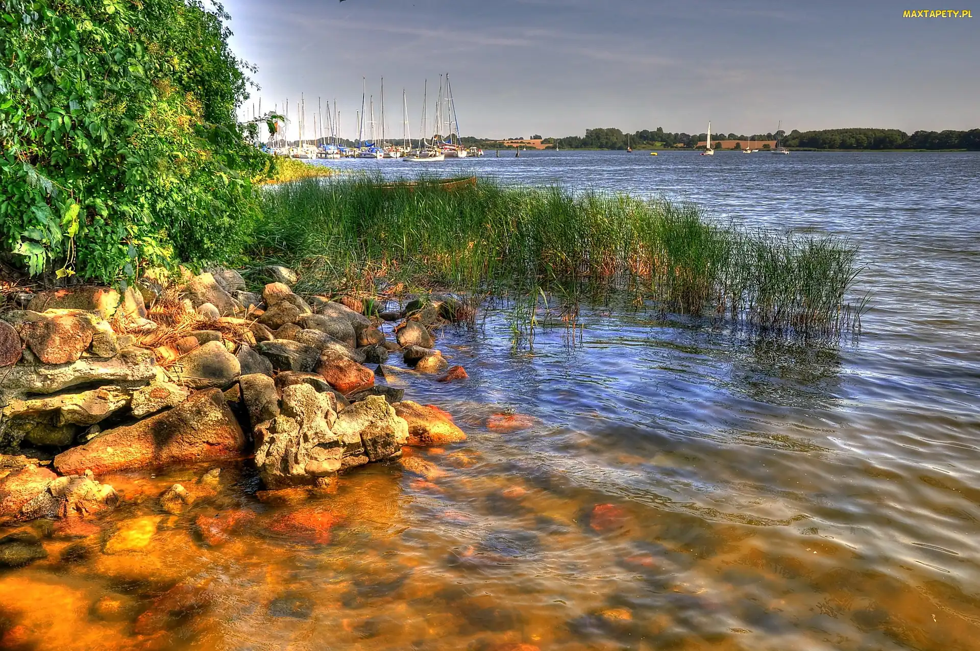 Szuwary, Kamienie, Jezioro, Brzeg