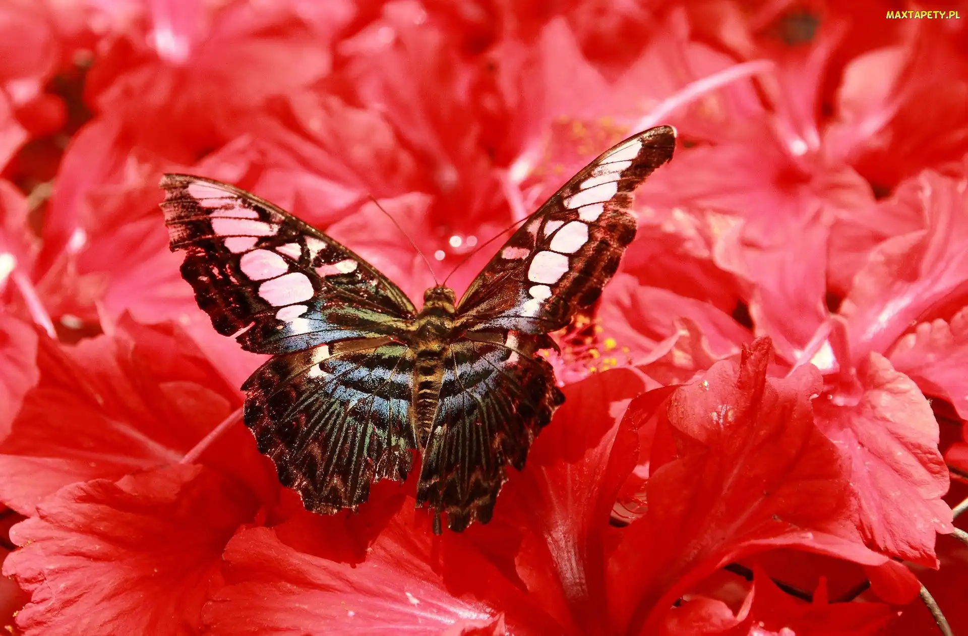 Motyl, Kwiaty, Piękny