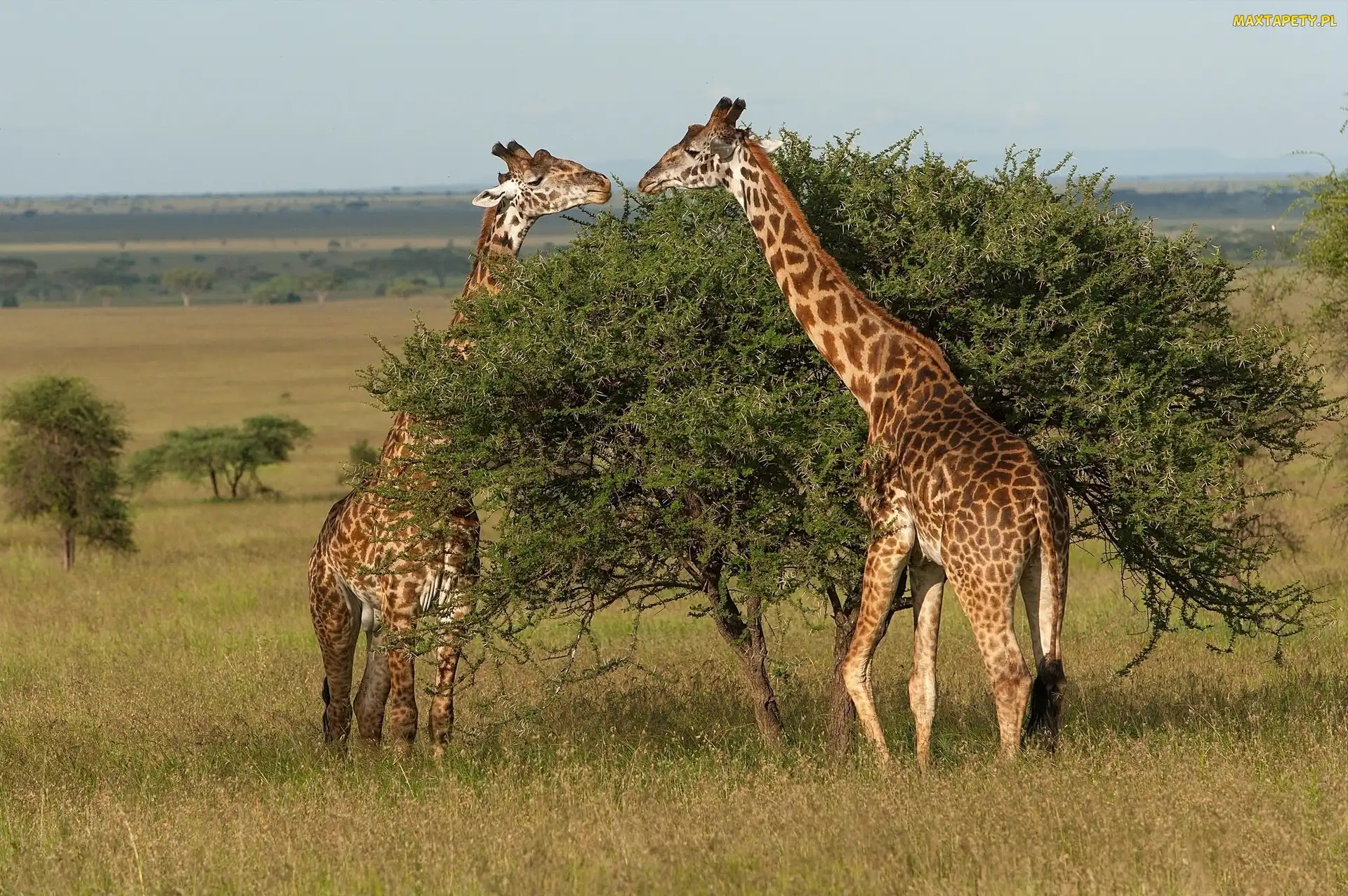 Tanzania, Park Narodowy Serengeti, Żyrafy, Sawanna