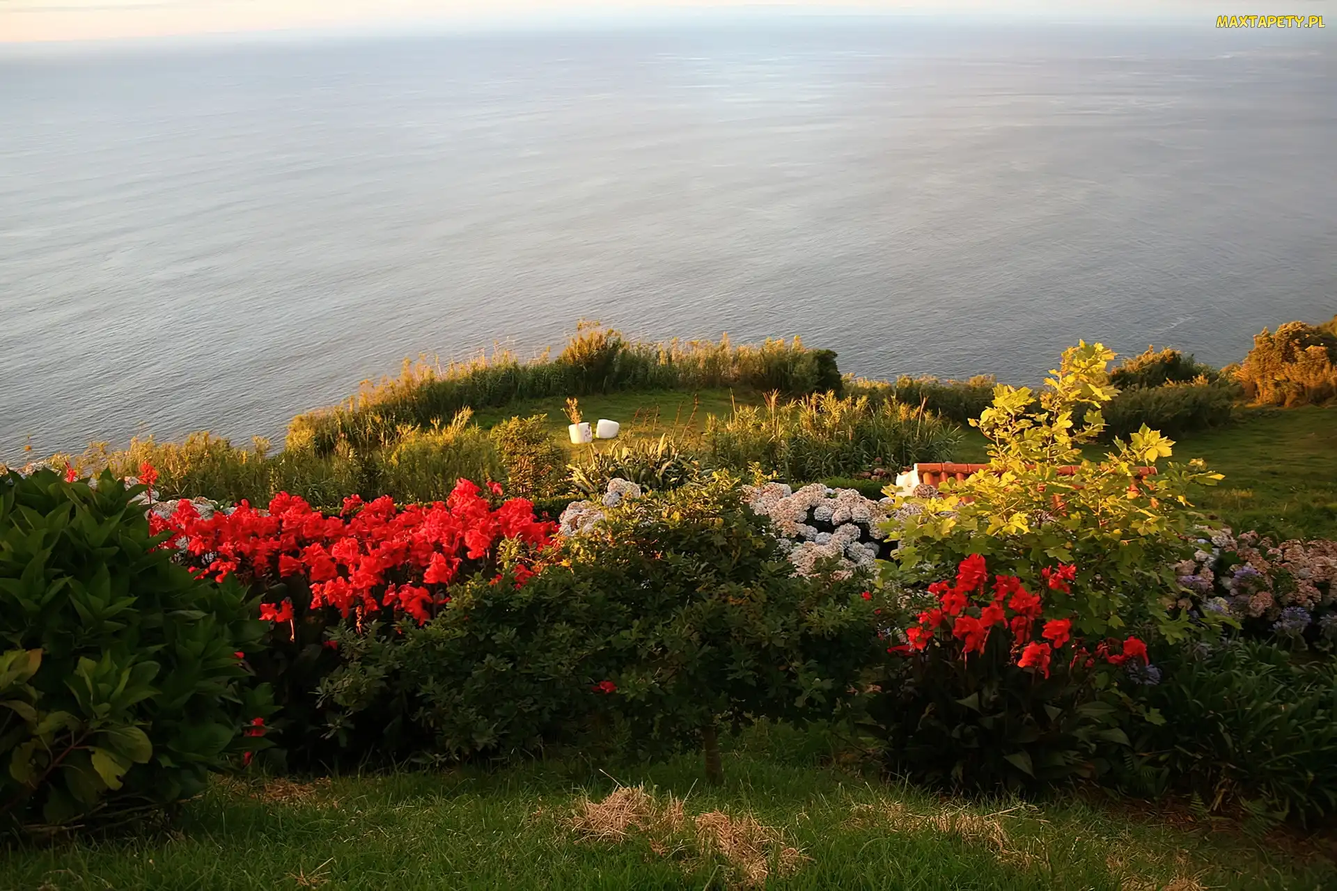 Portugalia, Azory, Ocean, Kwiatki