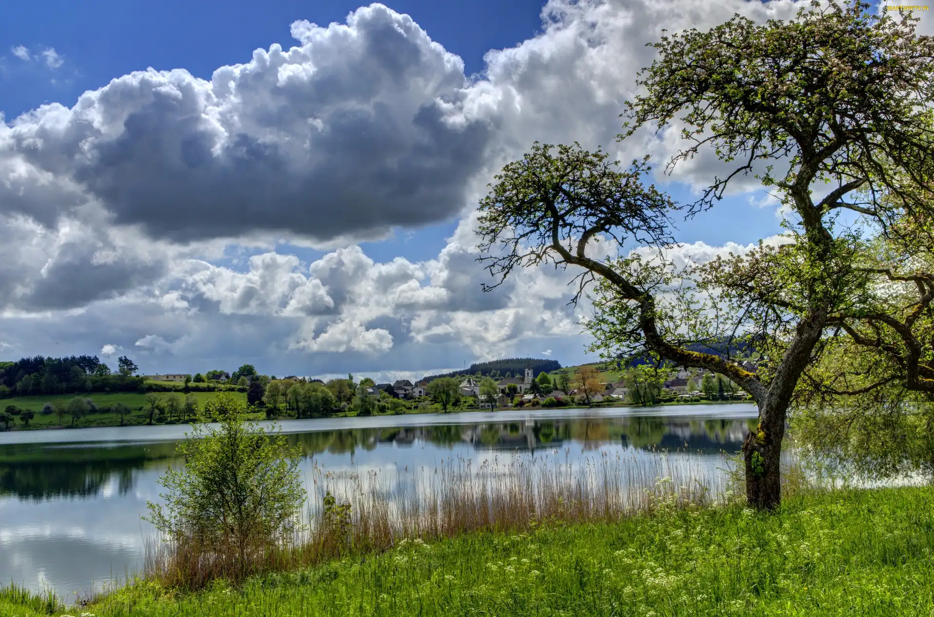 Trawa, Drzewa, Rzeka, Chmury