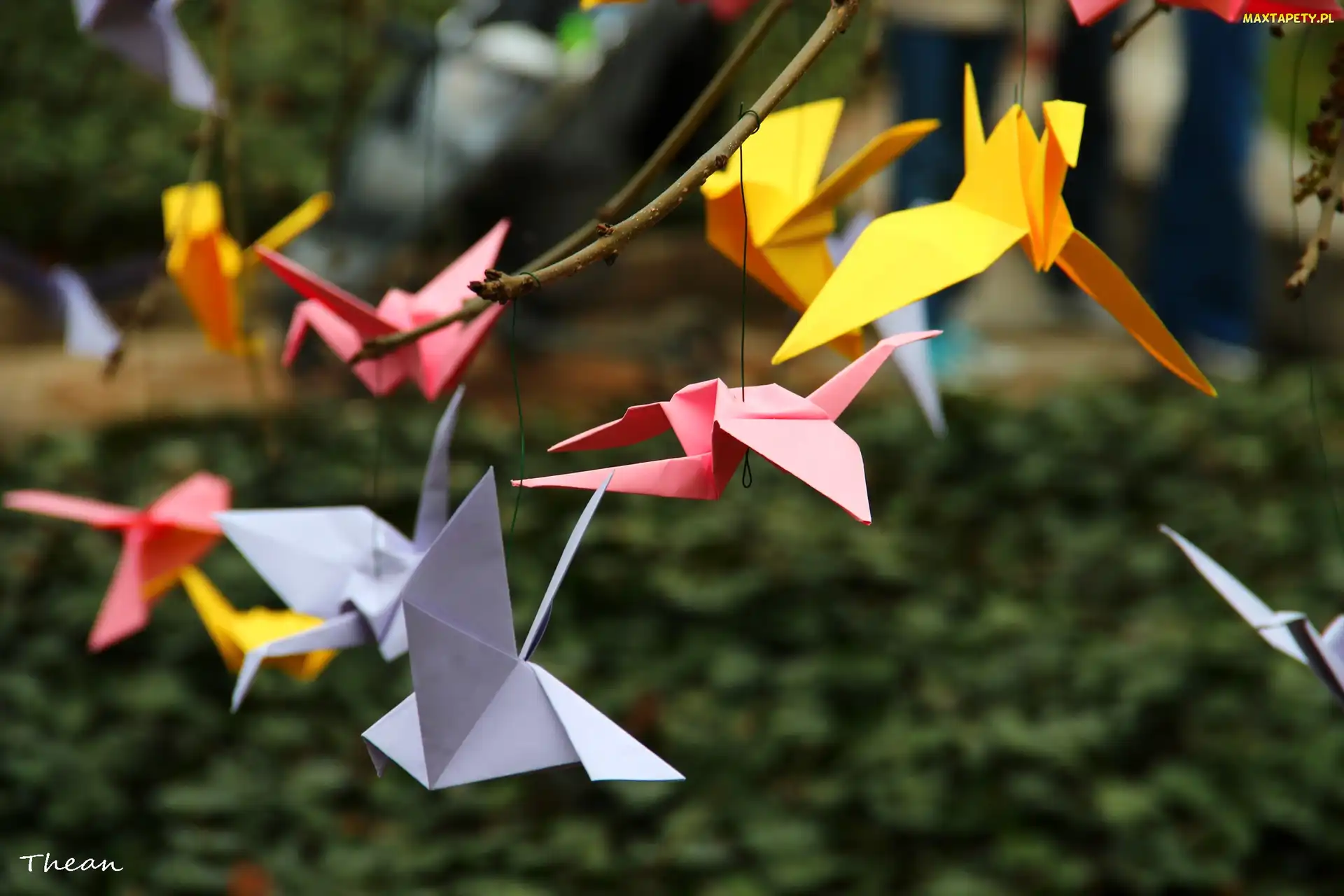 Ptaki, Kartki, Origami, Kolorowe