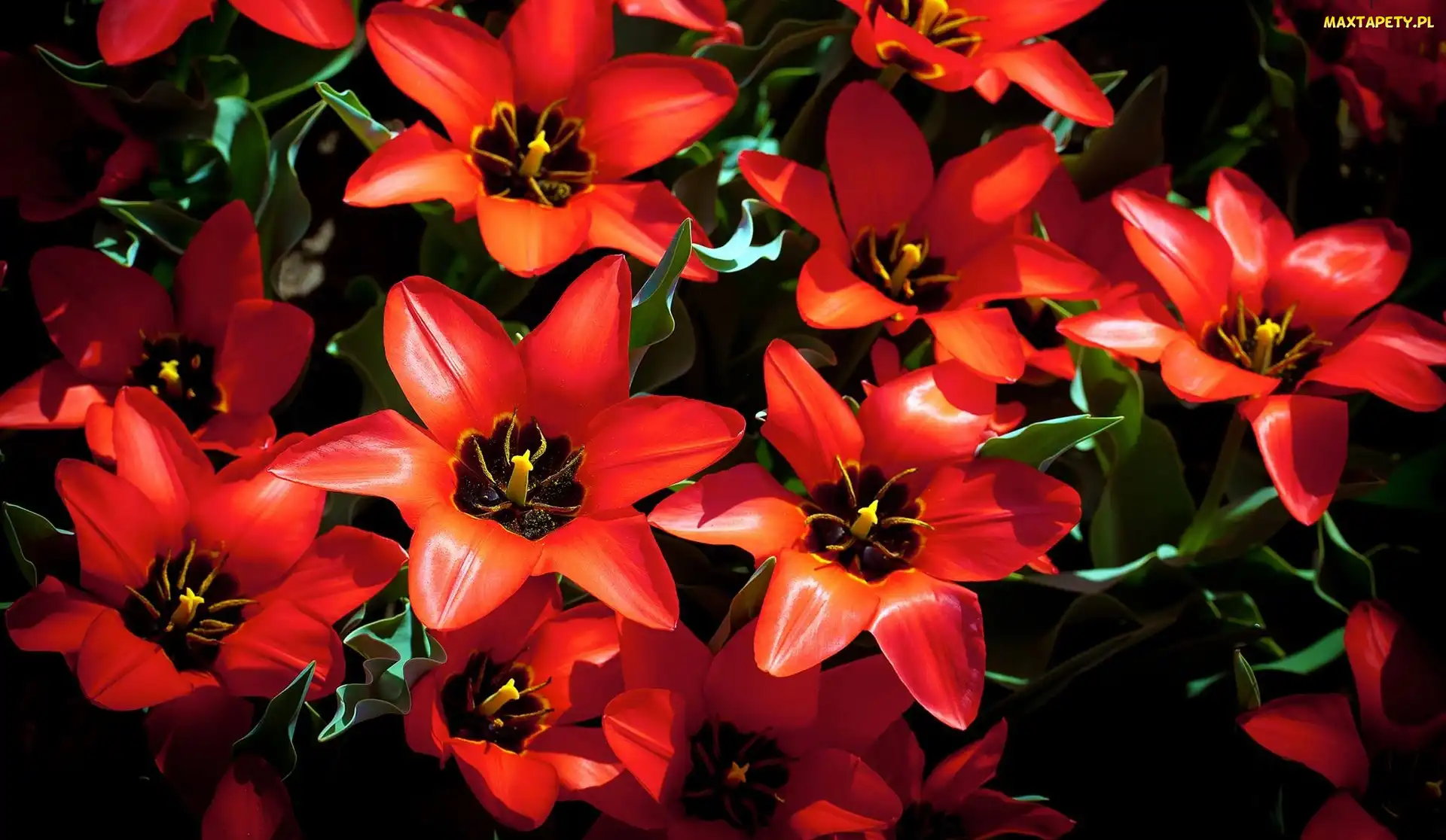 Czerwone, Tulipany, Rozkwitnięte