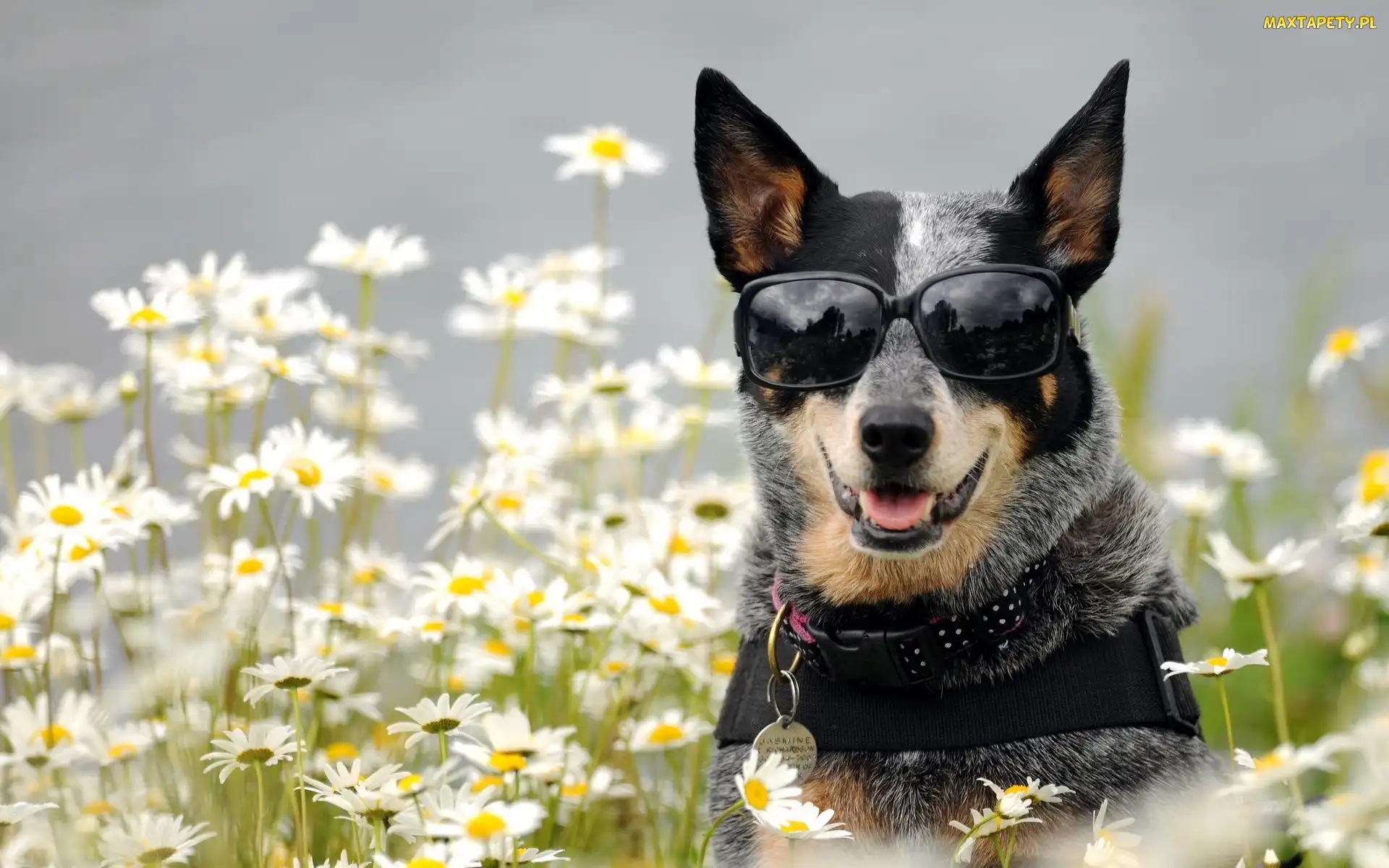Pies, Australian cattle dog, Okulary
