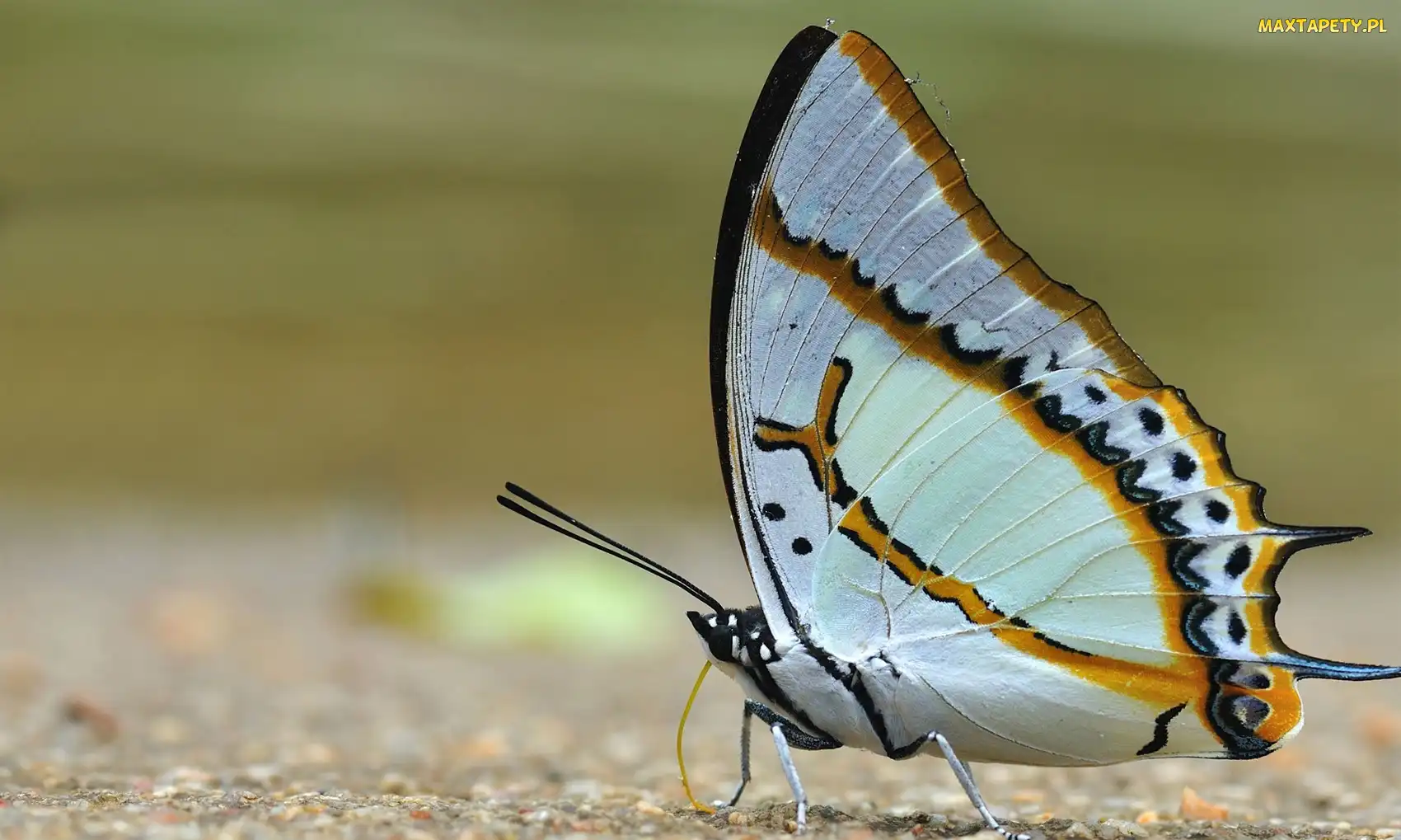 Paski, Miodowe, Biały, Motyl