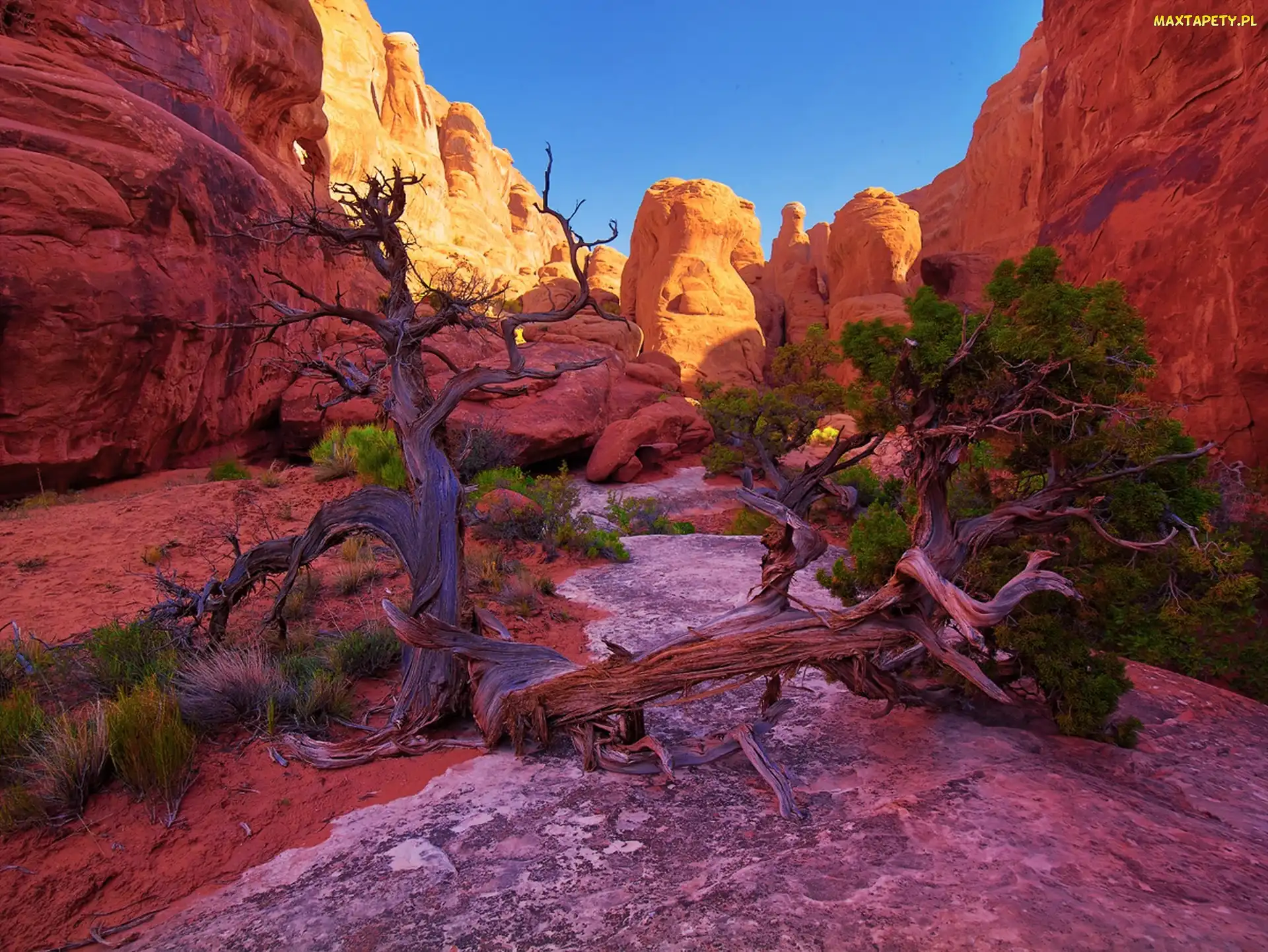 Park, Drzewo, Utah, Narodowy, Kanion