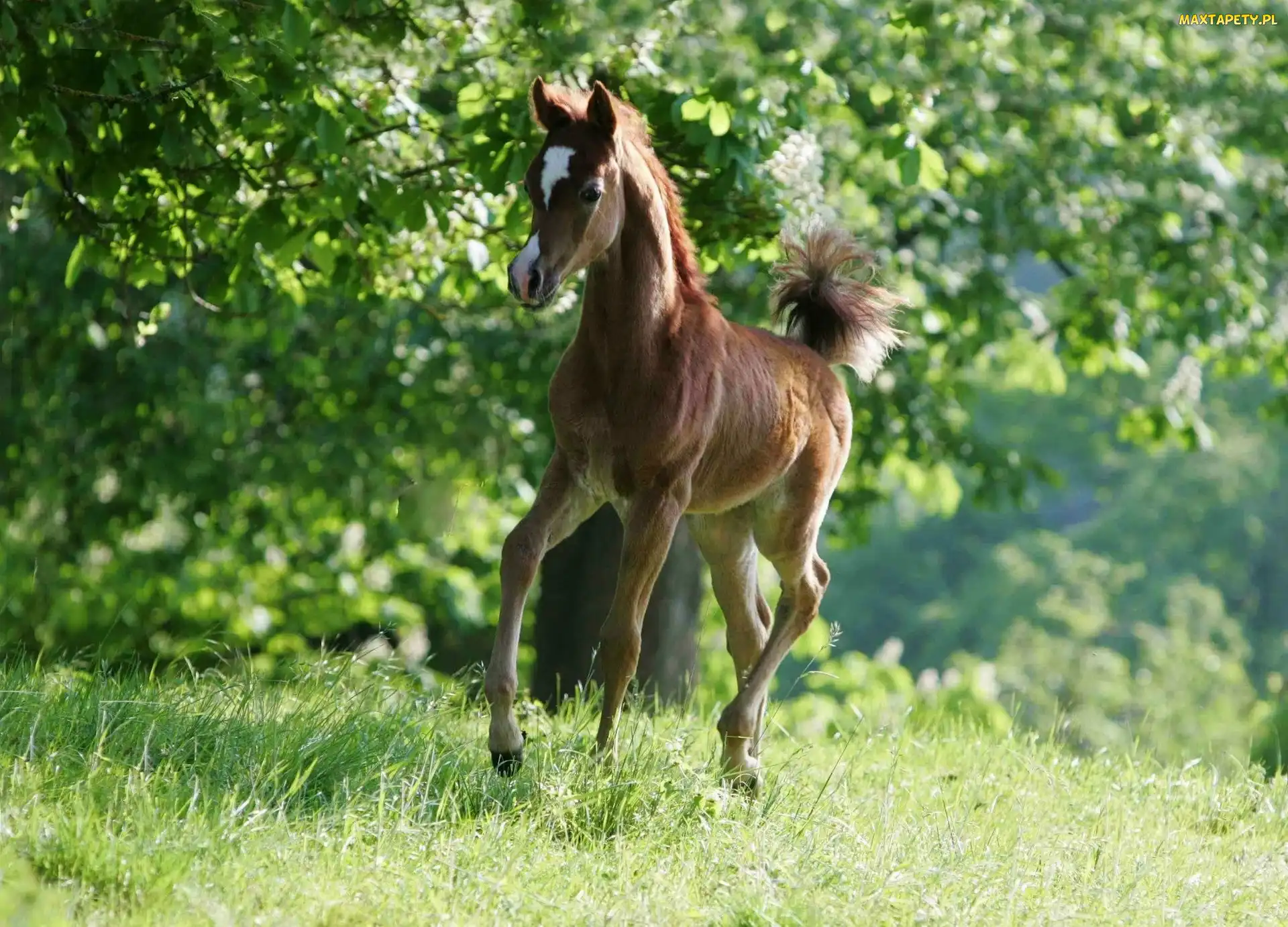 Arab, Zieleń, Źrebak