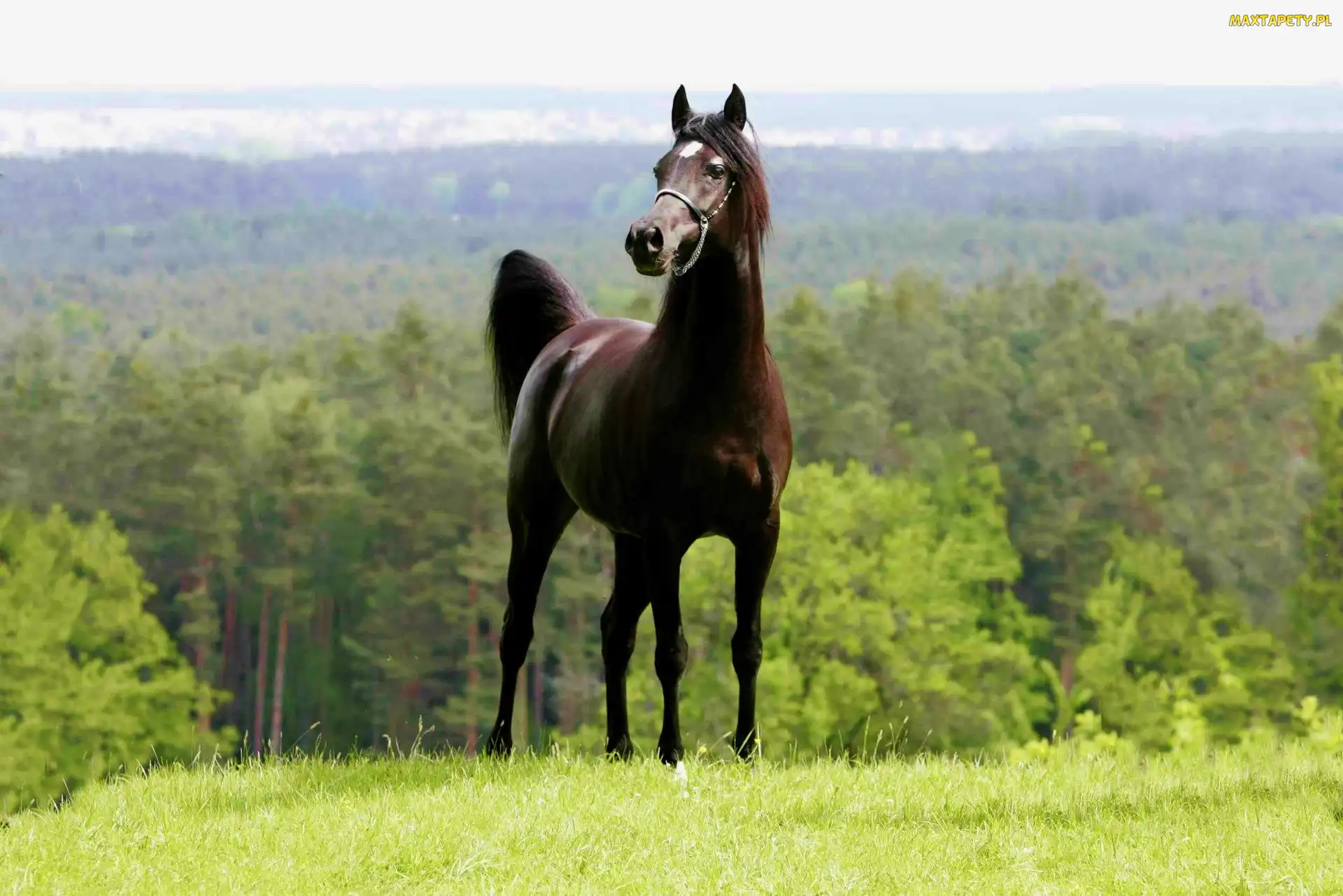 Lasy, Arab, Czarny, Koń