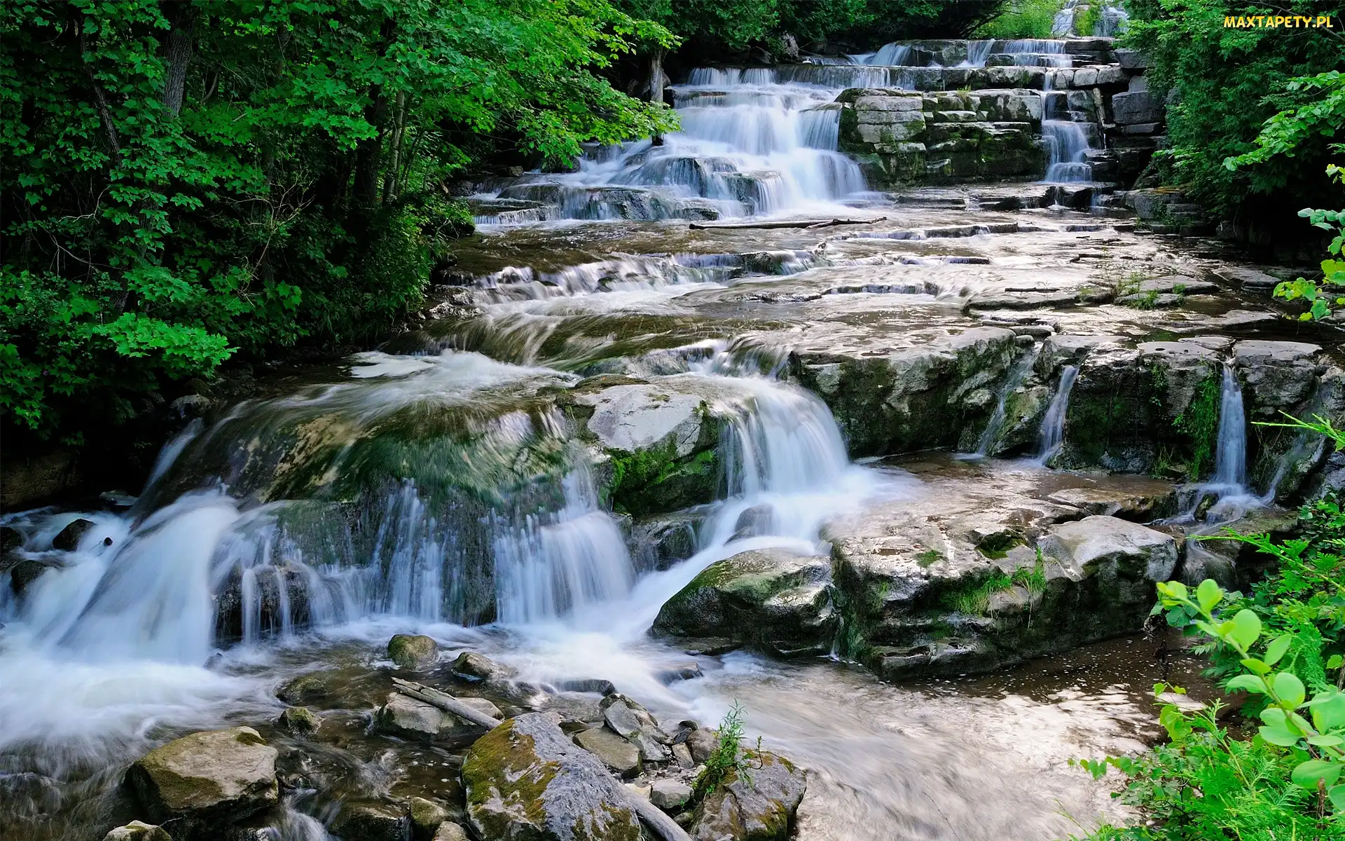 Rzeka, Kaskada, Las