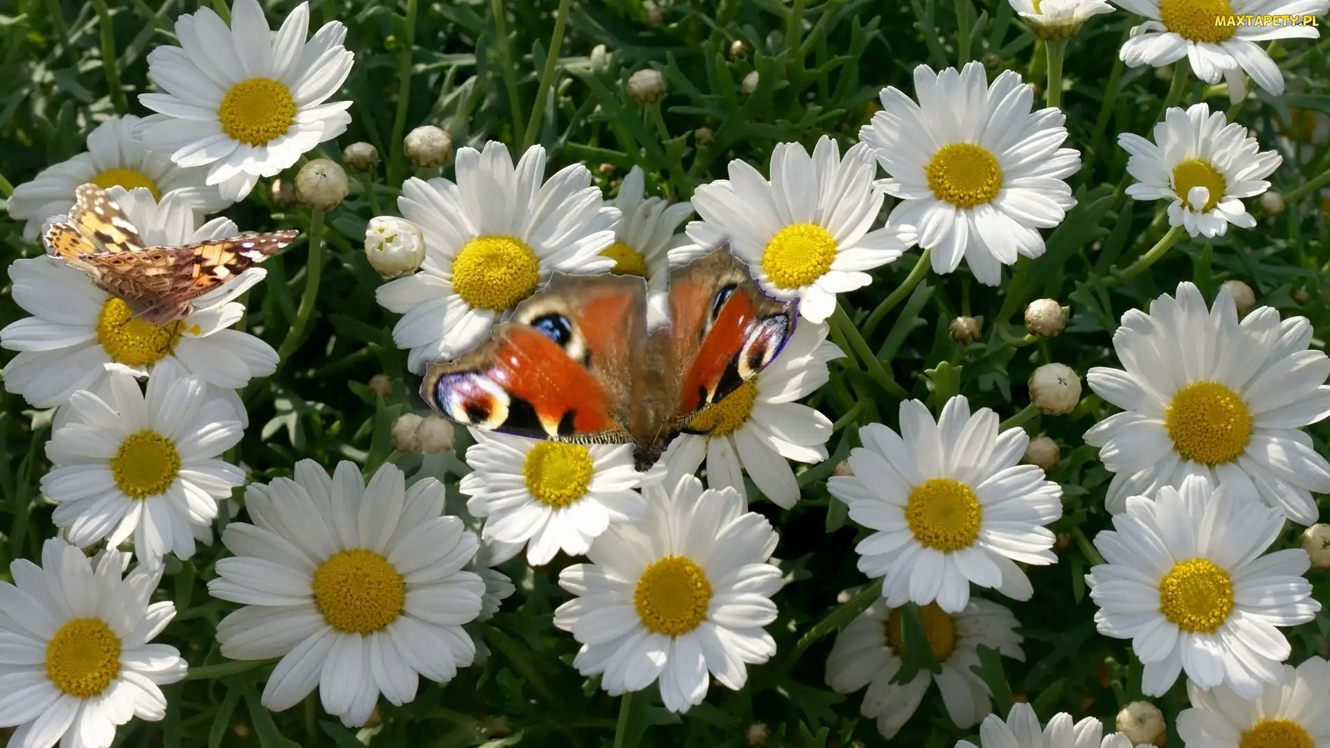 Motyl, Rusałka pawik, Margerytki