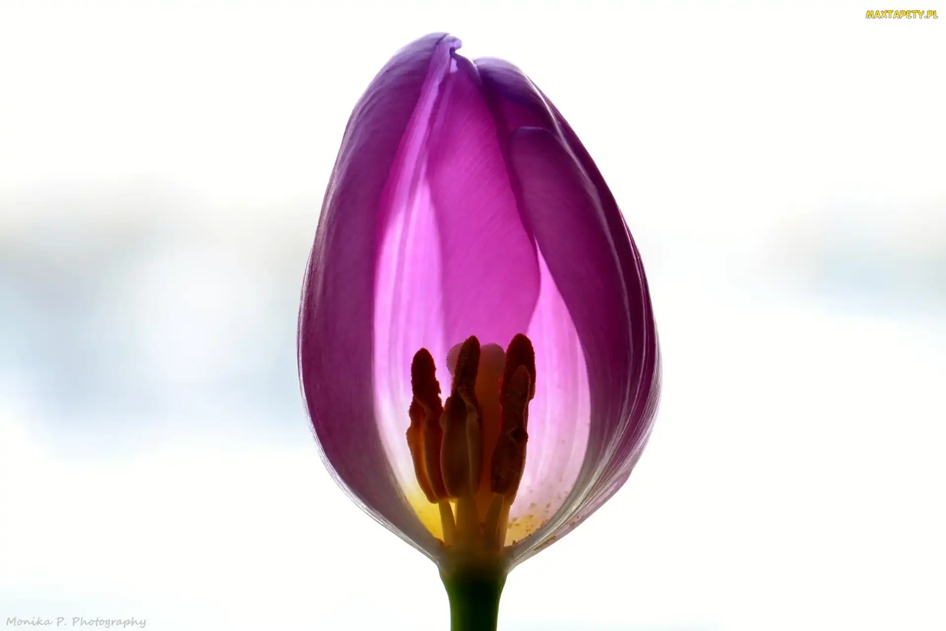 Tulipan, Tło, Białe