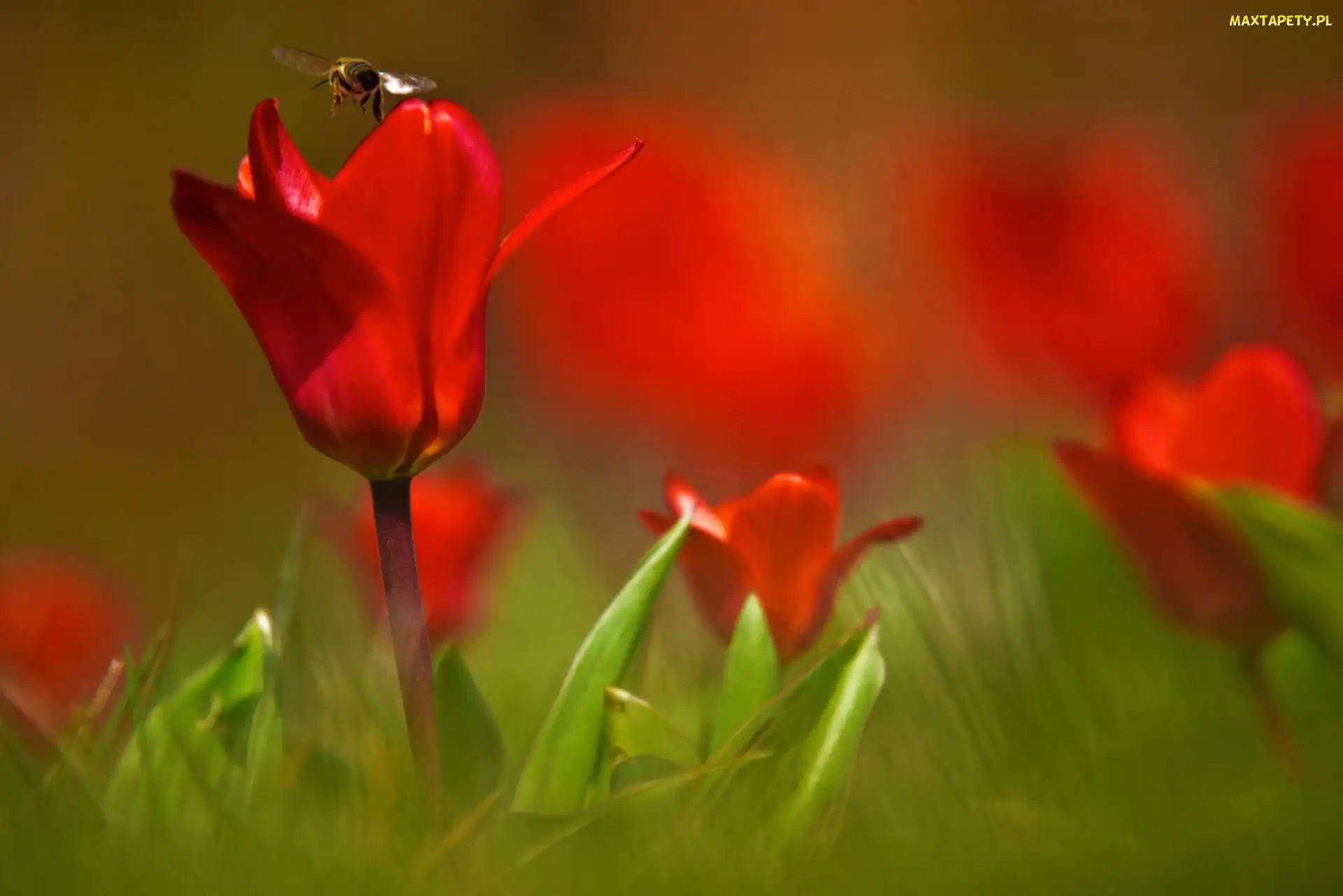 Tulipany, Pszczoła, Czerwone