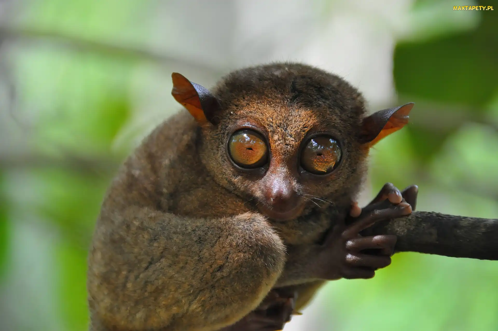 Tarsius, Filipiny, Konar, Małpka, Wyrak