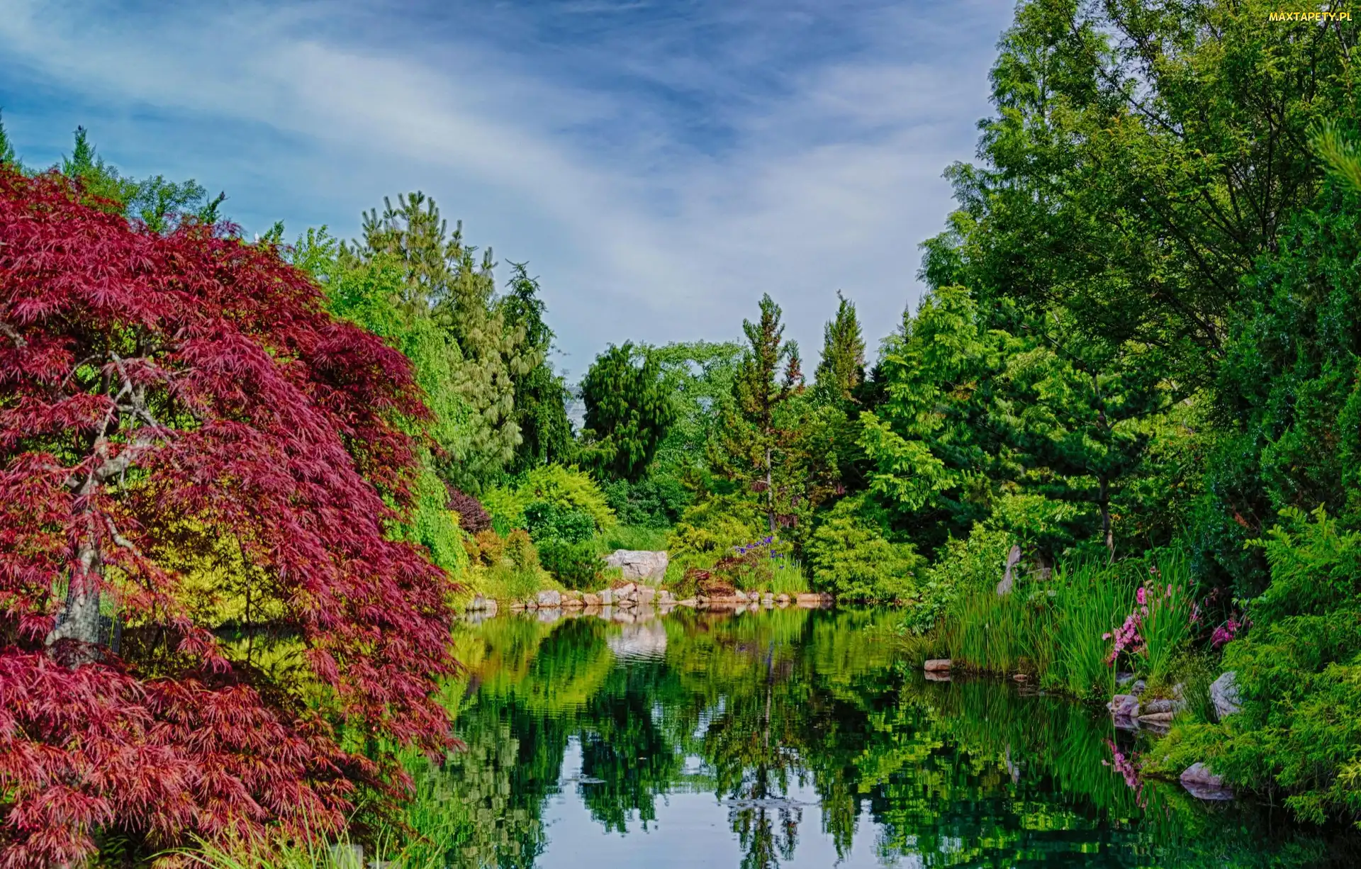Drzewa, Jezioro, Park
