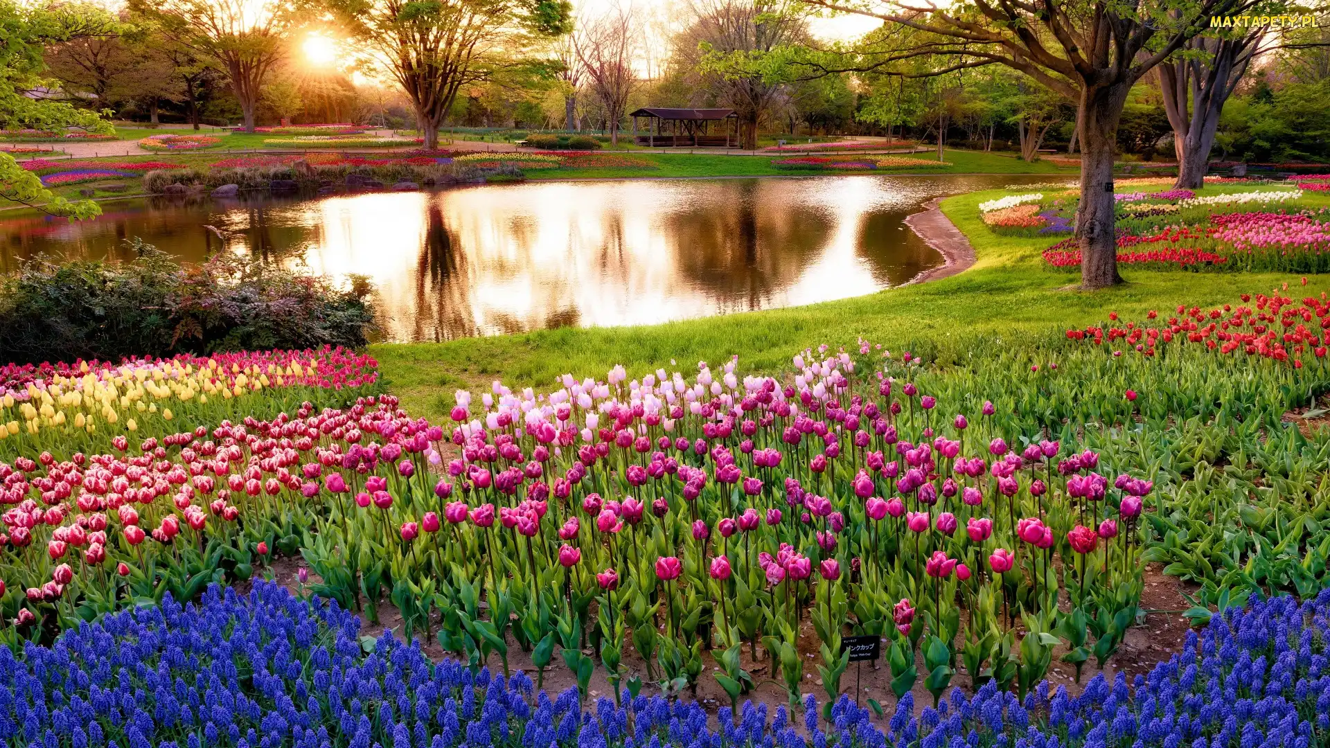 Szafirki, Tulipany, Park, Rzeczka