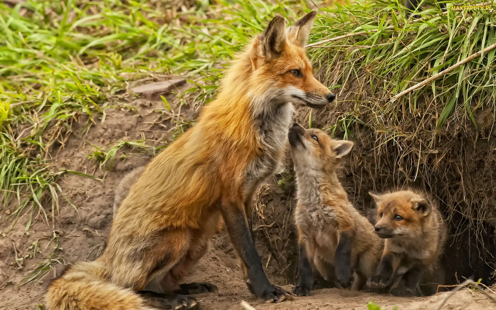Lis, Młode, Mama