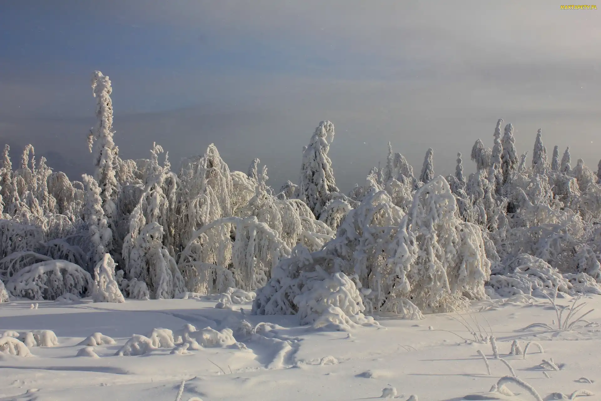 Śnieg, Zima, Drzewa