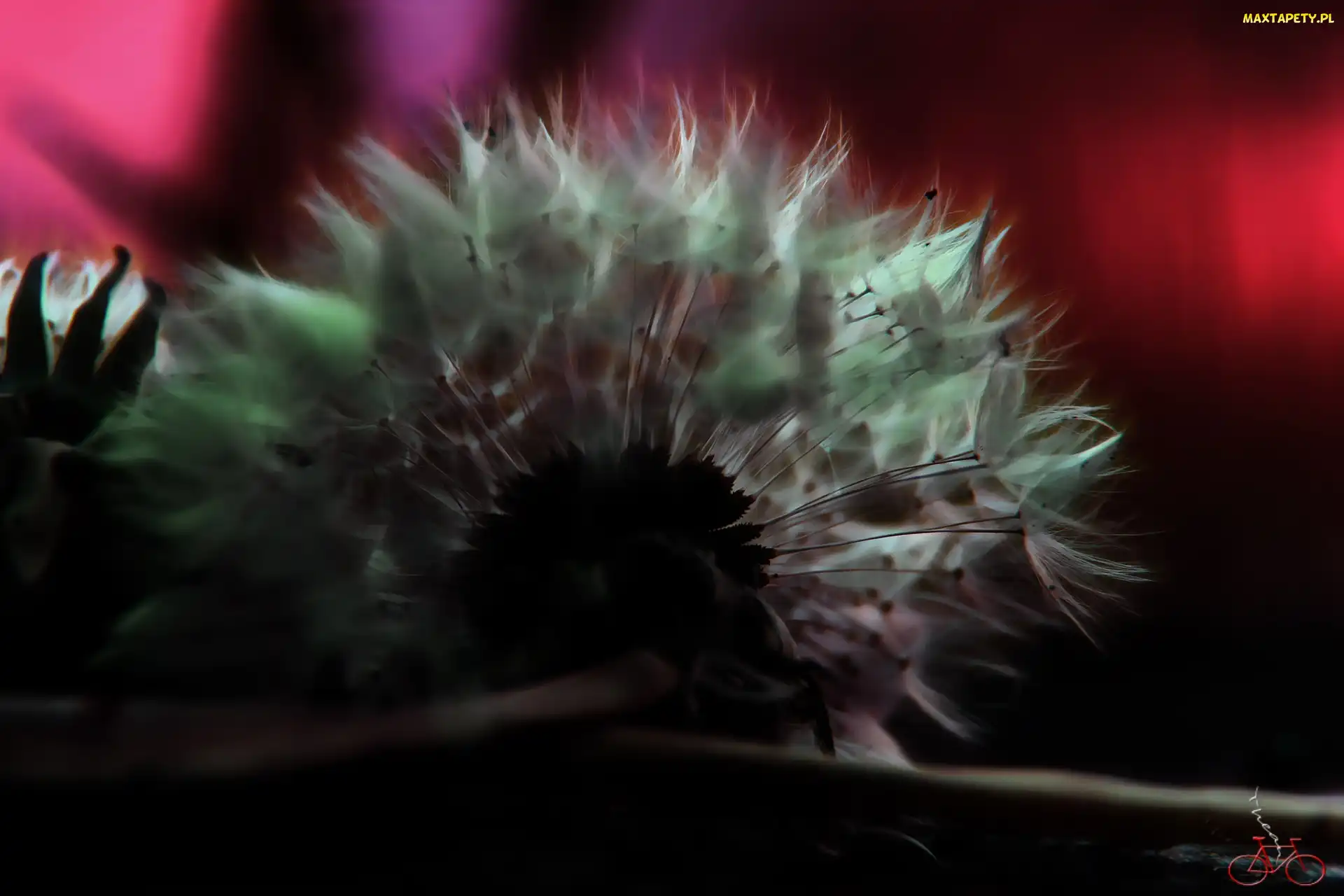 Mniszek Pospolity, Fractalius, Dmuchawiec