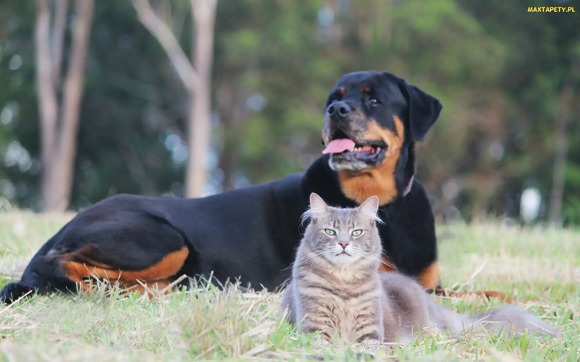 Park, Łąka, Rottweiler, Kot