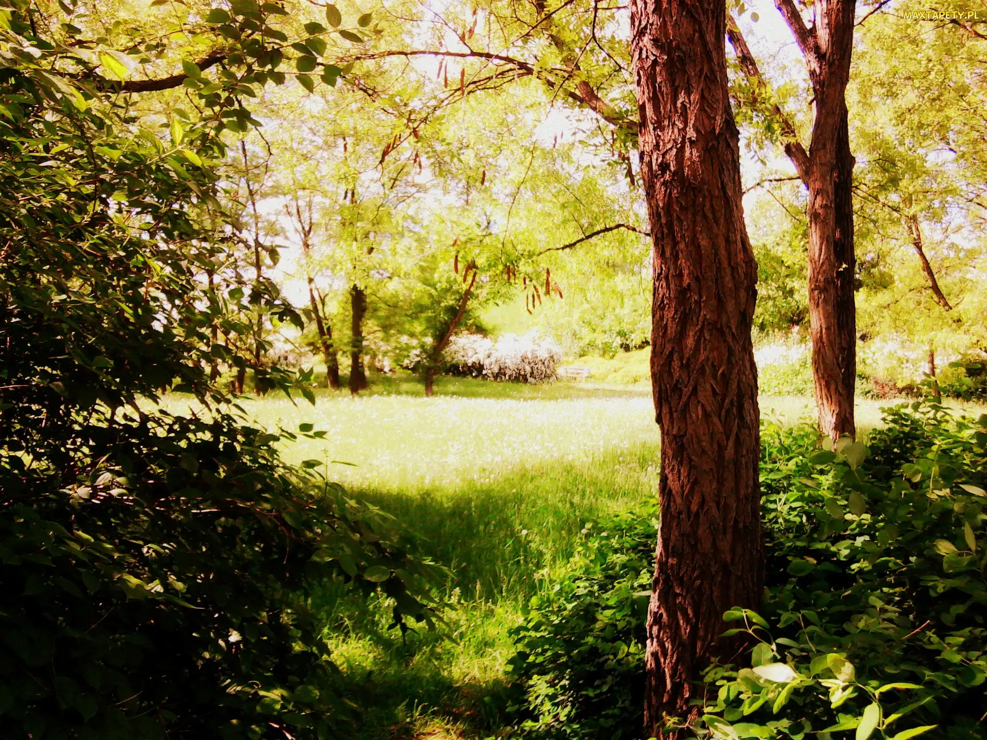Park Moczydło, Warszawa, Trawa, Park, Drzewa, Stolica