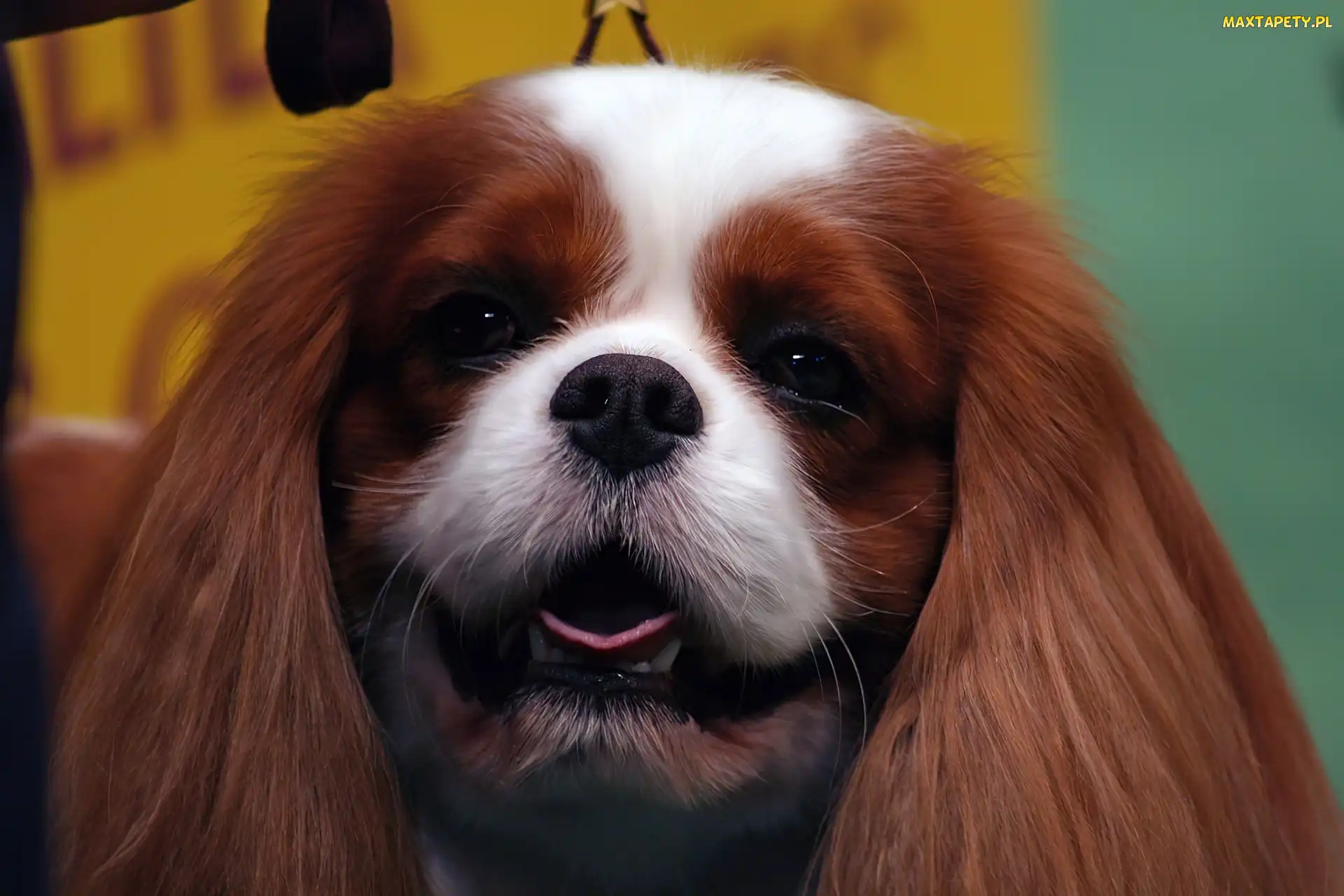 Języczek, King Charles Spaniel, Piesek