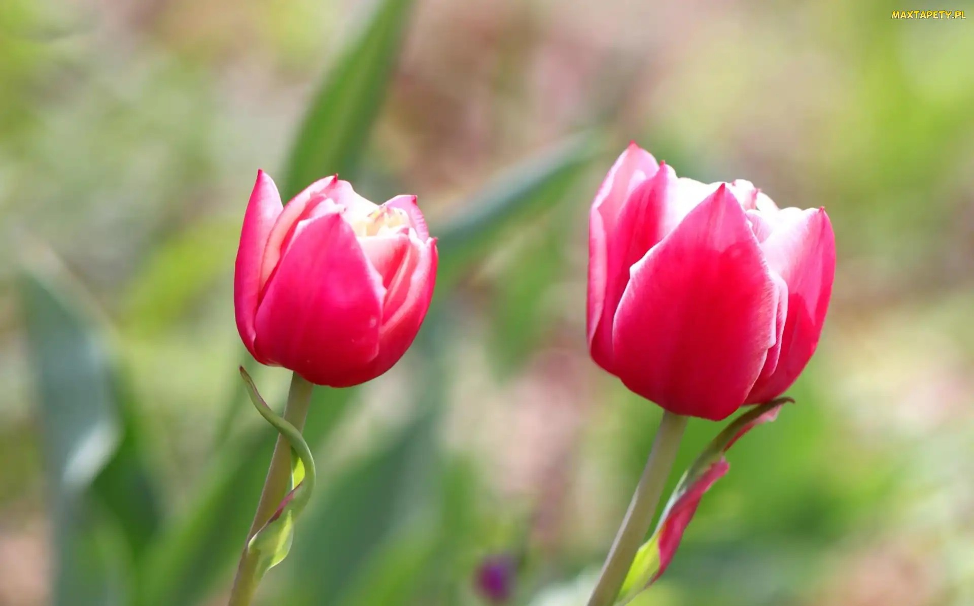 Tulipany, Różowe