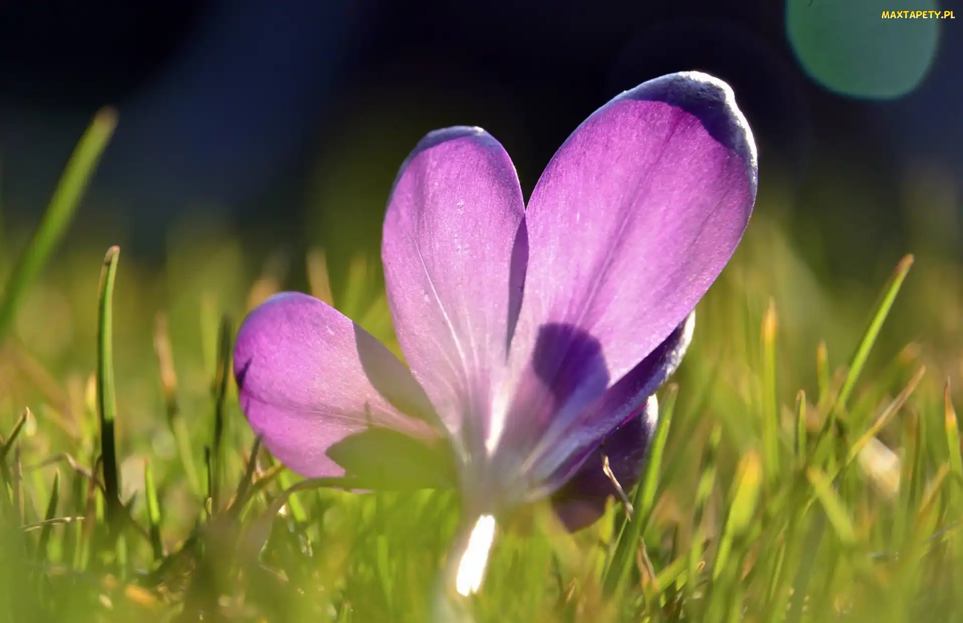 Krokus, Trawa, Fioletowy
