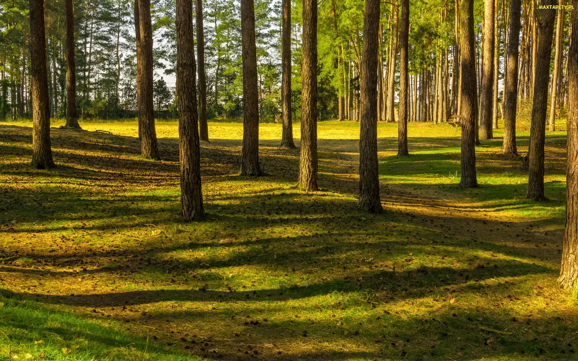 Słońca, Promienie, Las, Drzewa