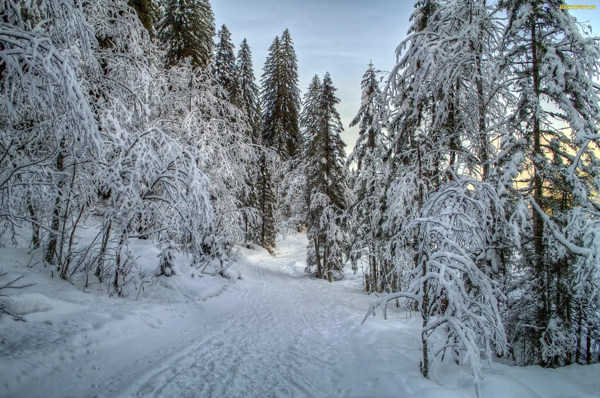 Las, Śnieg, Drzewa