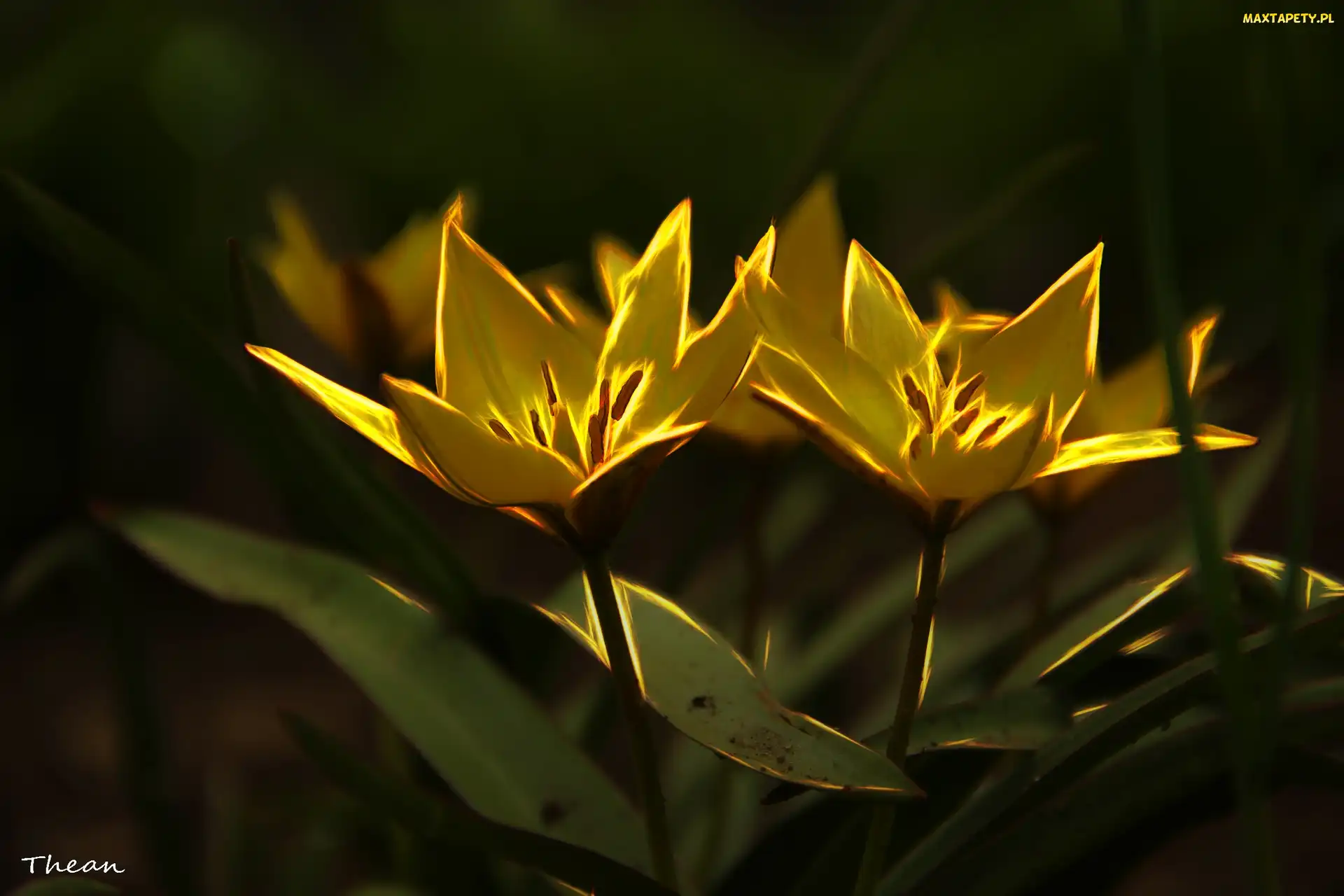 Tulipany, Fractalius, Kwiaty