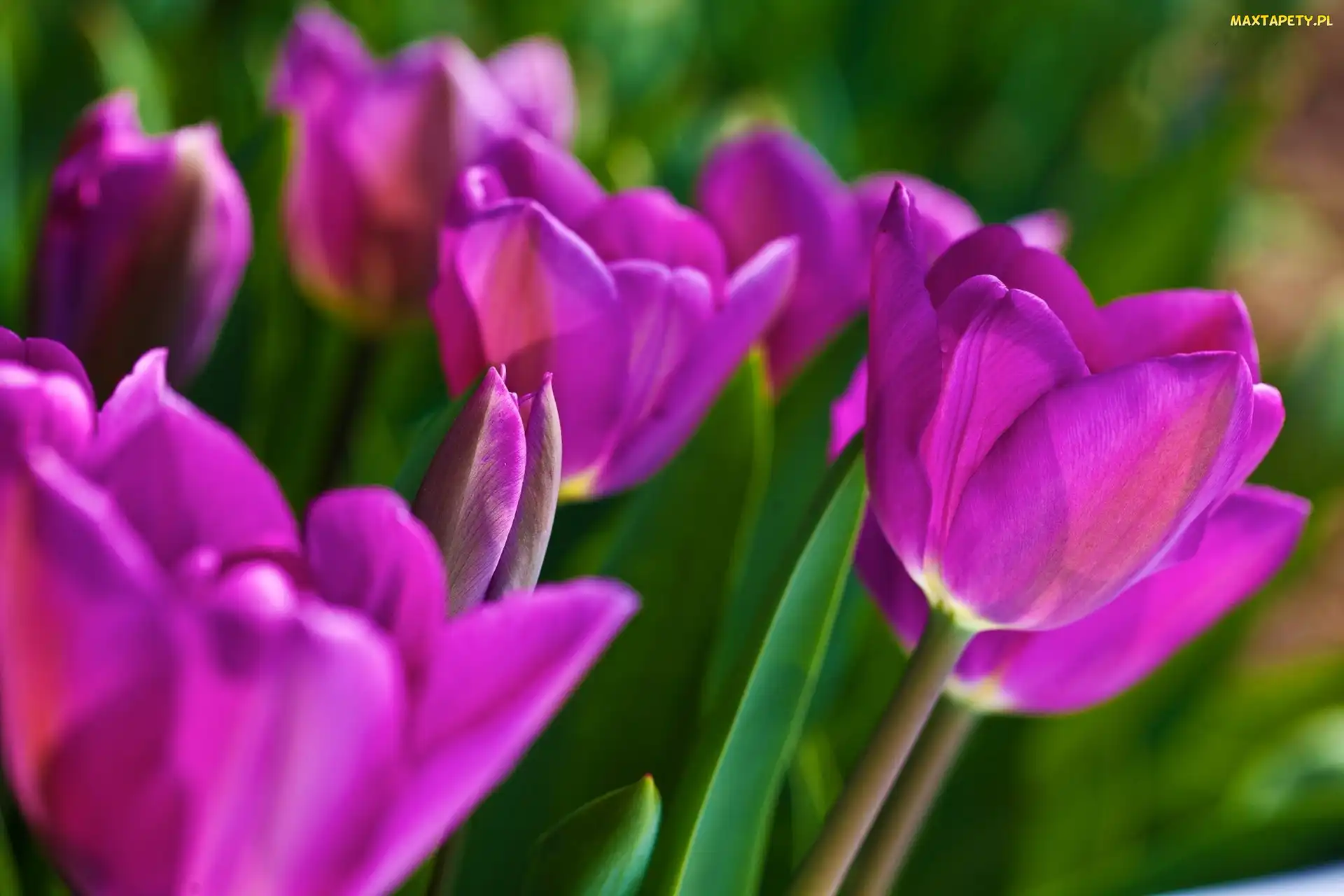 Tulipany, Fioletowe