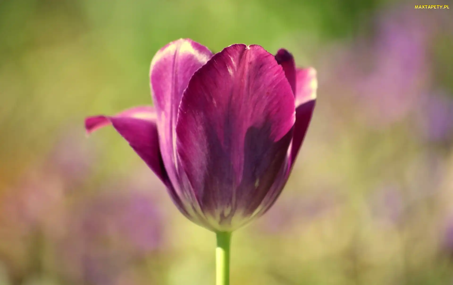 Tulipan, Fioletowy