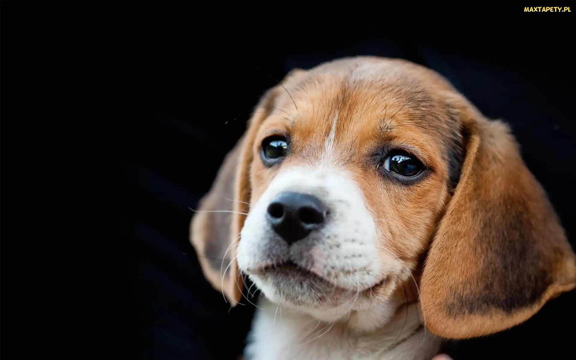 Beagle, Portret