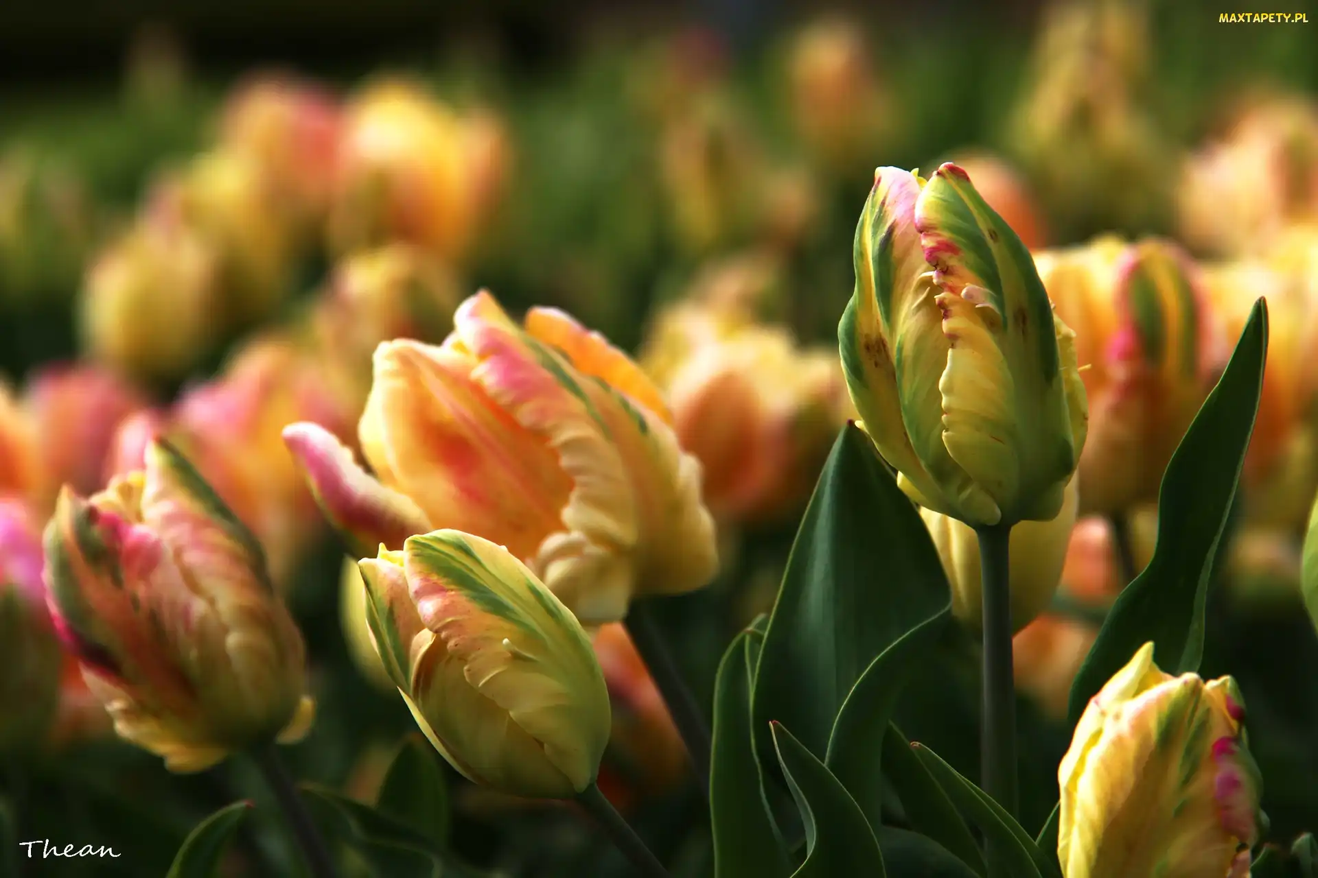 Różowe, Tulipany, Zółte