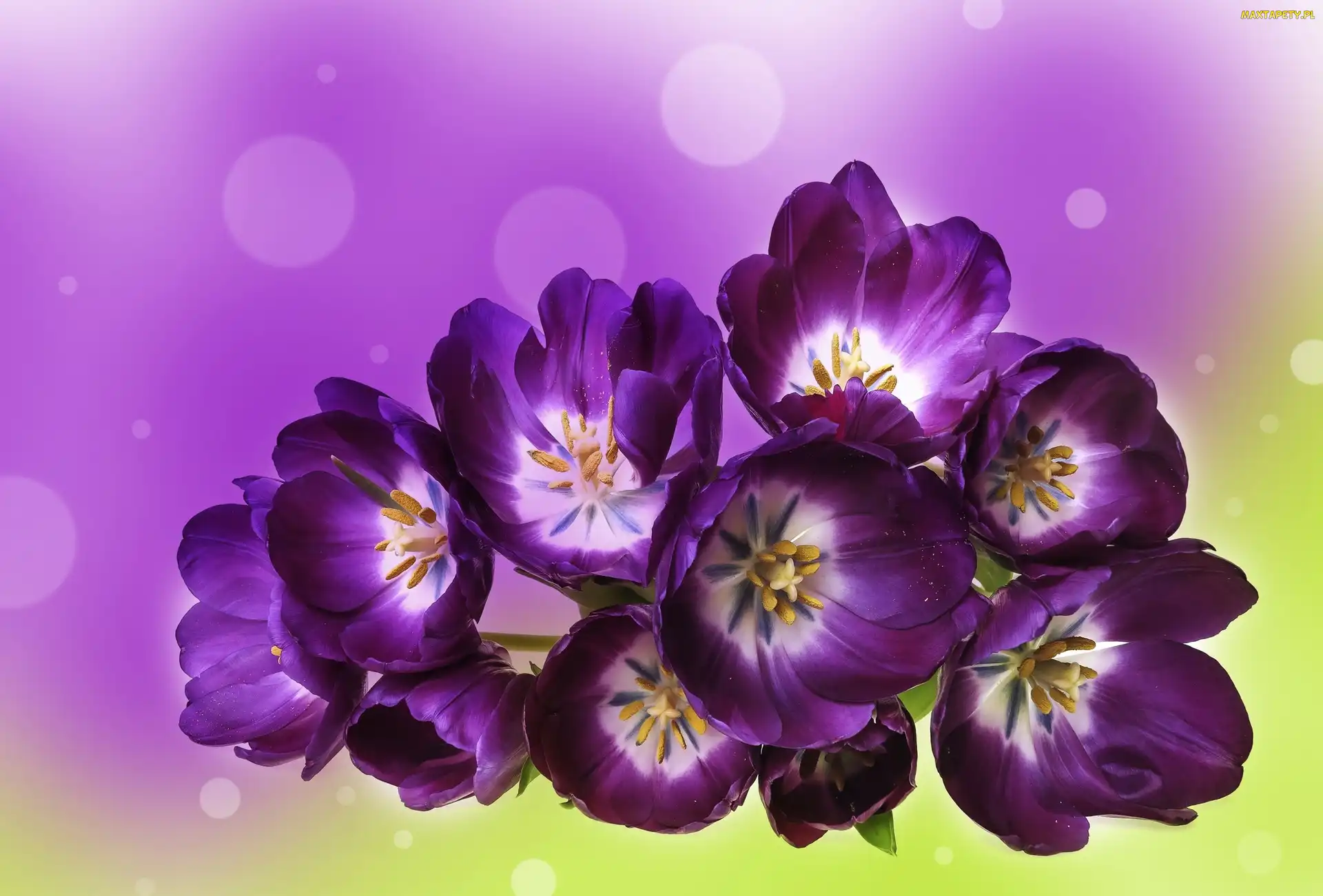 Fioletowe, Tulipany