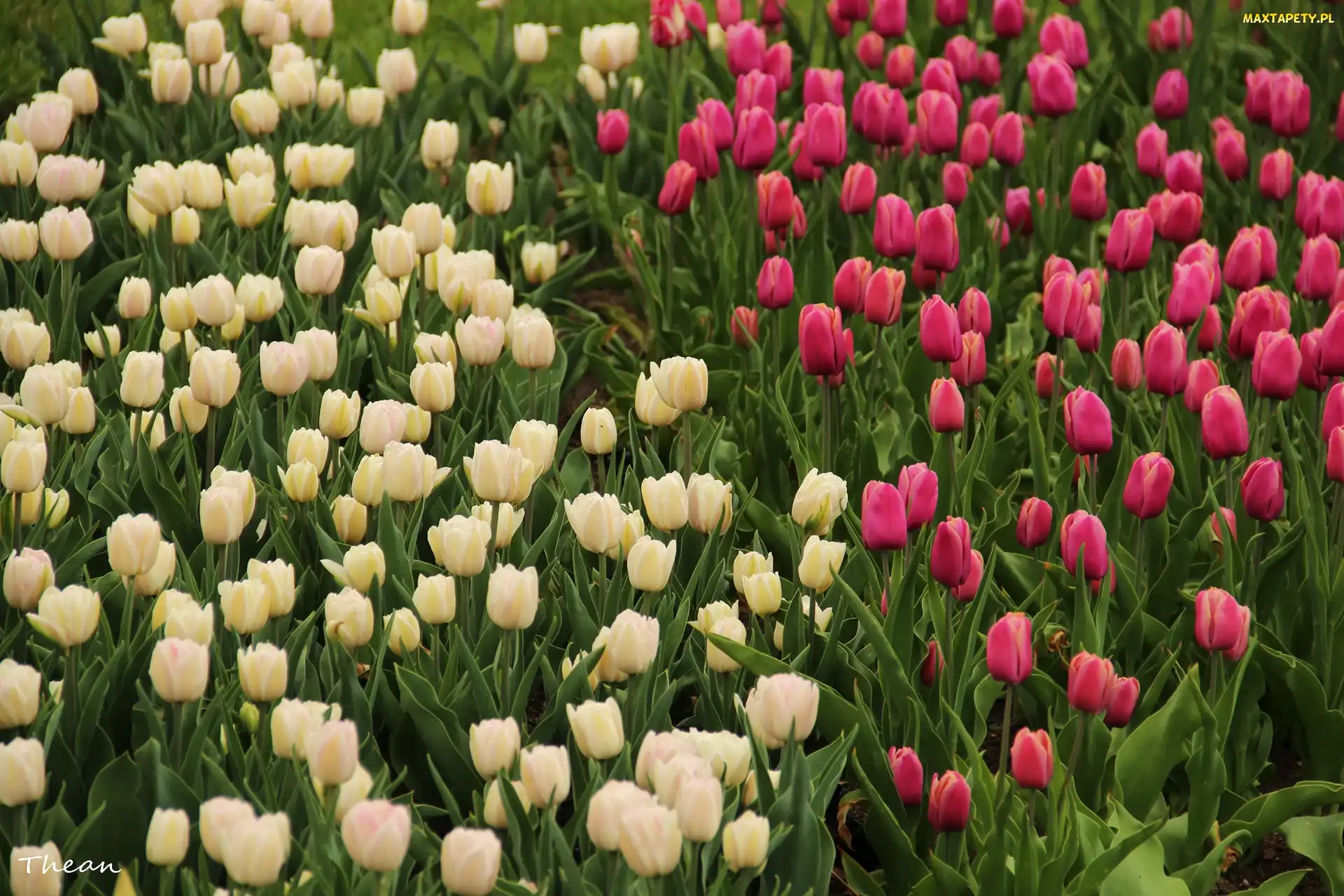 Różowe, Tulipany, Białe